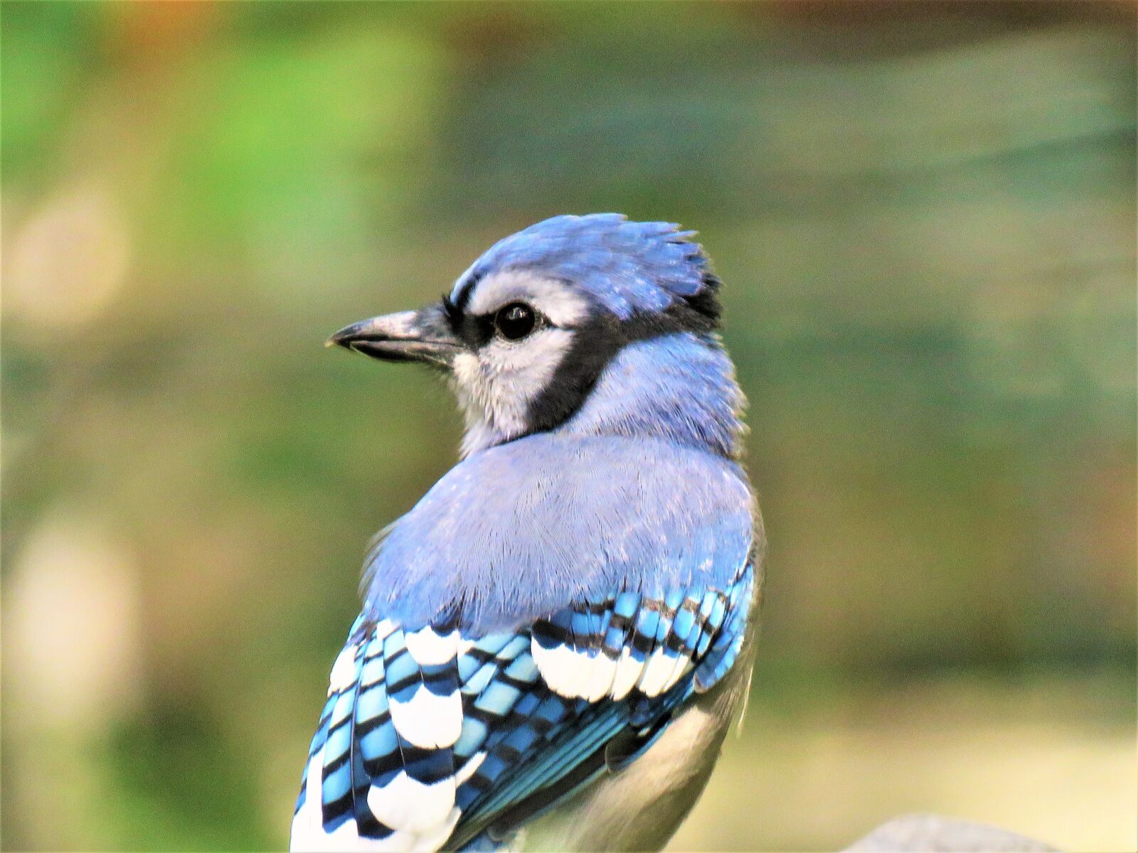 Canon PowerShot SX60 HS sample photo. Bird, blue jay, up photography