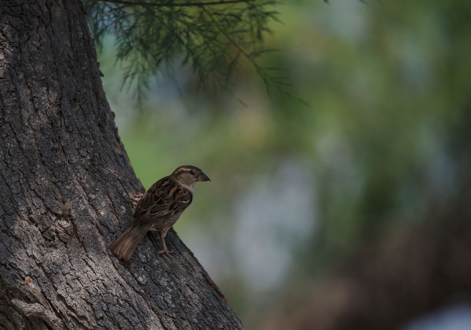 Nikon D750 sample photo. Sparrow, bird, camargue photography