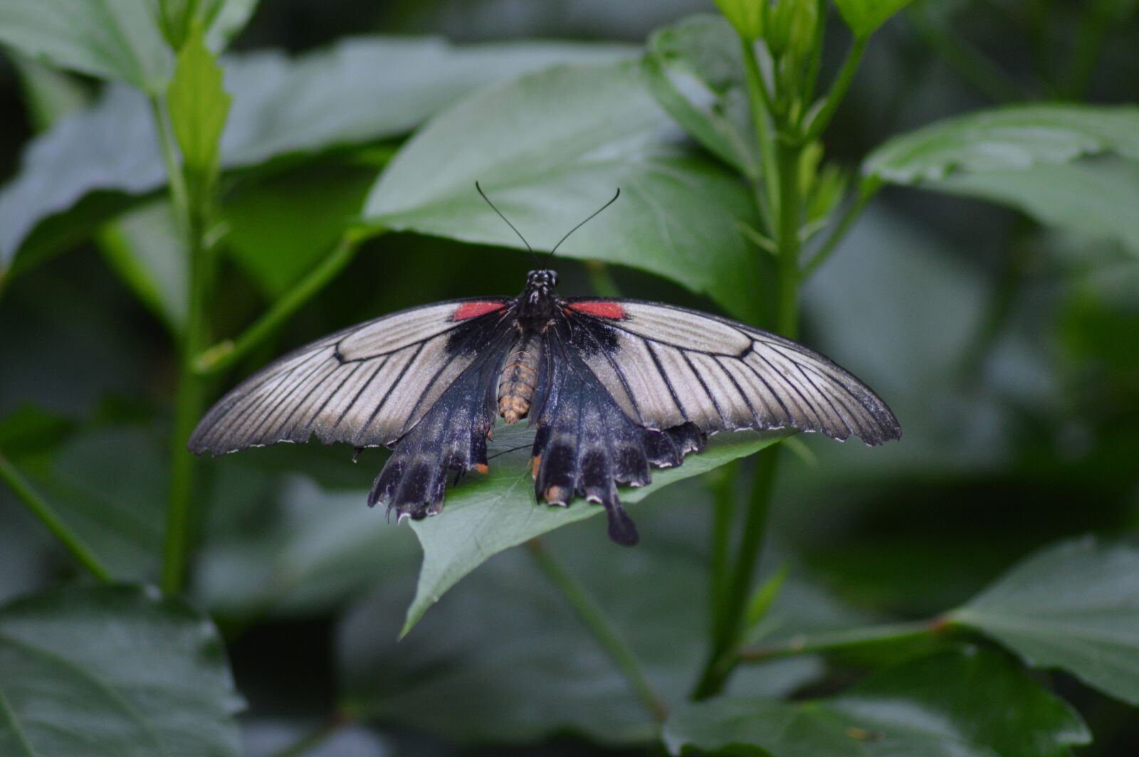 Nikon D3200 sample photo. Butterfly, insect, nature photography
