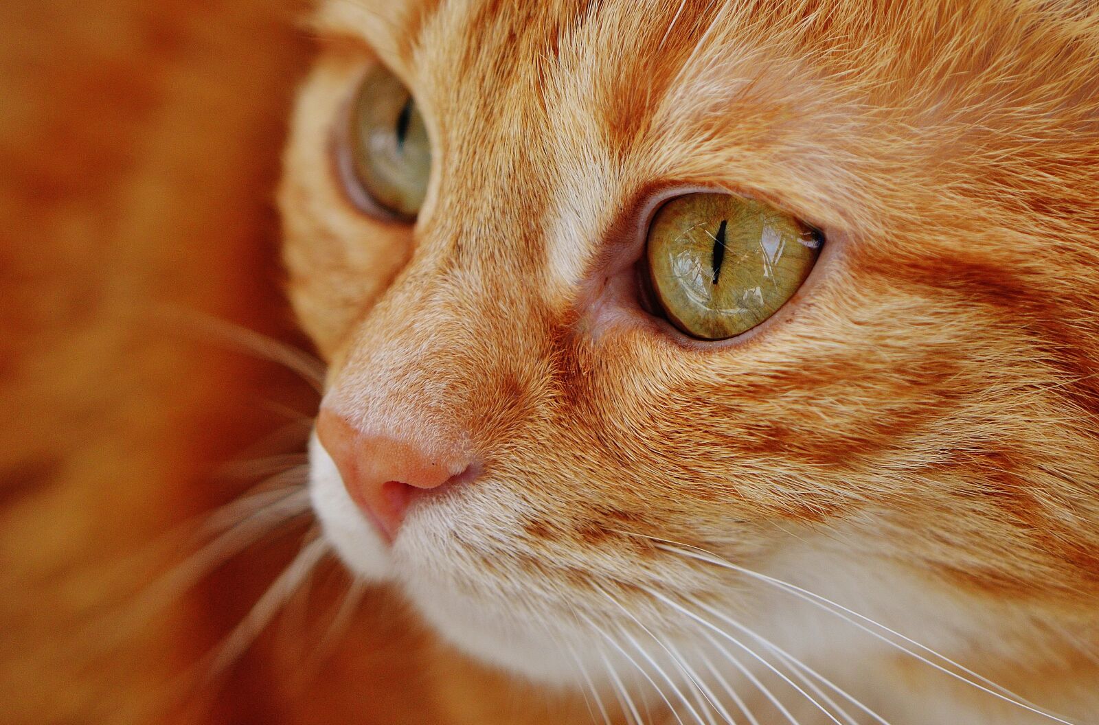 Nikon D3200 sample photo. Cat, red, mackerel photography