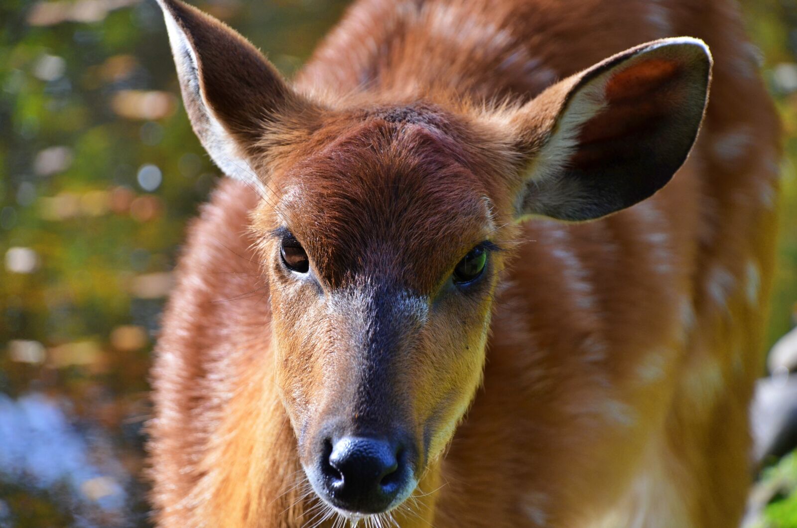 Nikon D7000 sample photo. Nature zoo in rheine photography