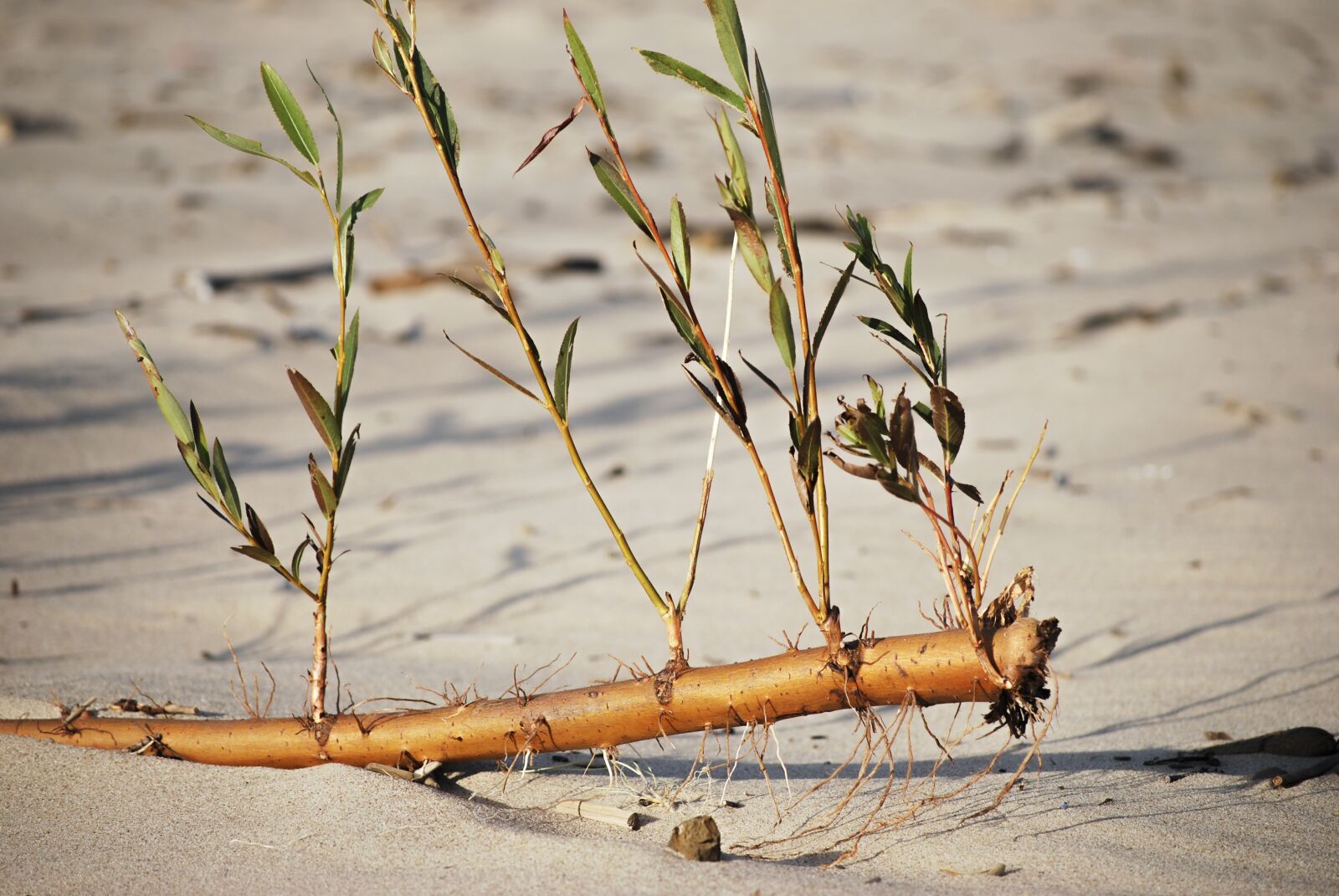 Nikon D40X sample photo. Beach, plants, sea photography
