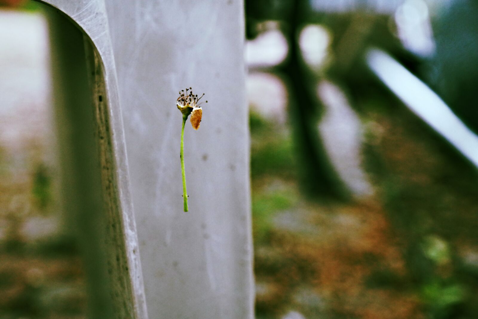 Samsung NX300 sample photo. Autumn, chair, close, close photography