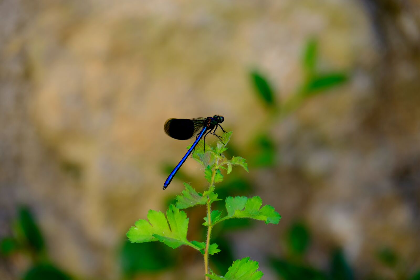 Fujifilm X-T20 sample photo. Dragonfly, blue dragonfly, insect photography