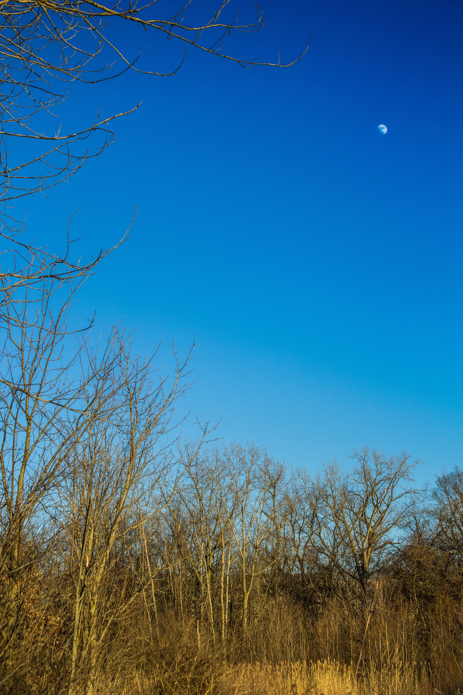 Canon EOS 1200D (EOS Rebel T5 / EOS Kiss X70 / EOS Hi) sample photo. Blue, canon, moon, nature photography