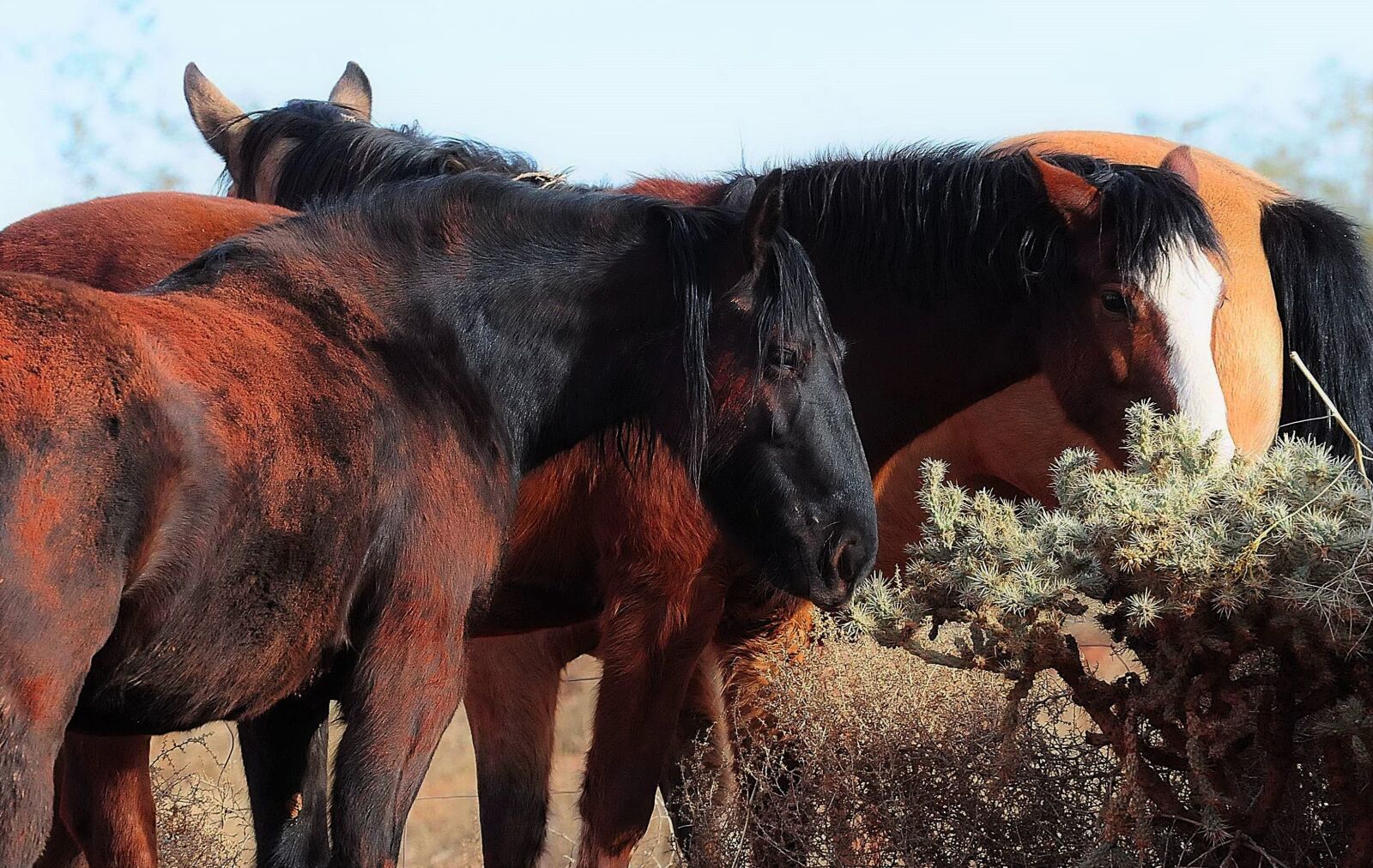 Nikon D300 sample photo. Horse, mustang, equine photography