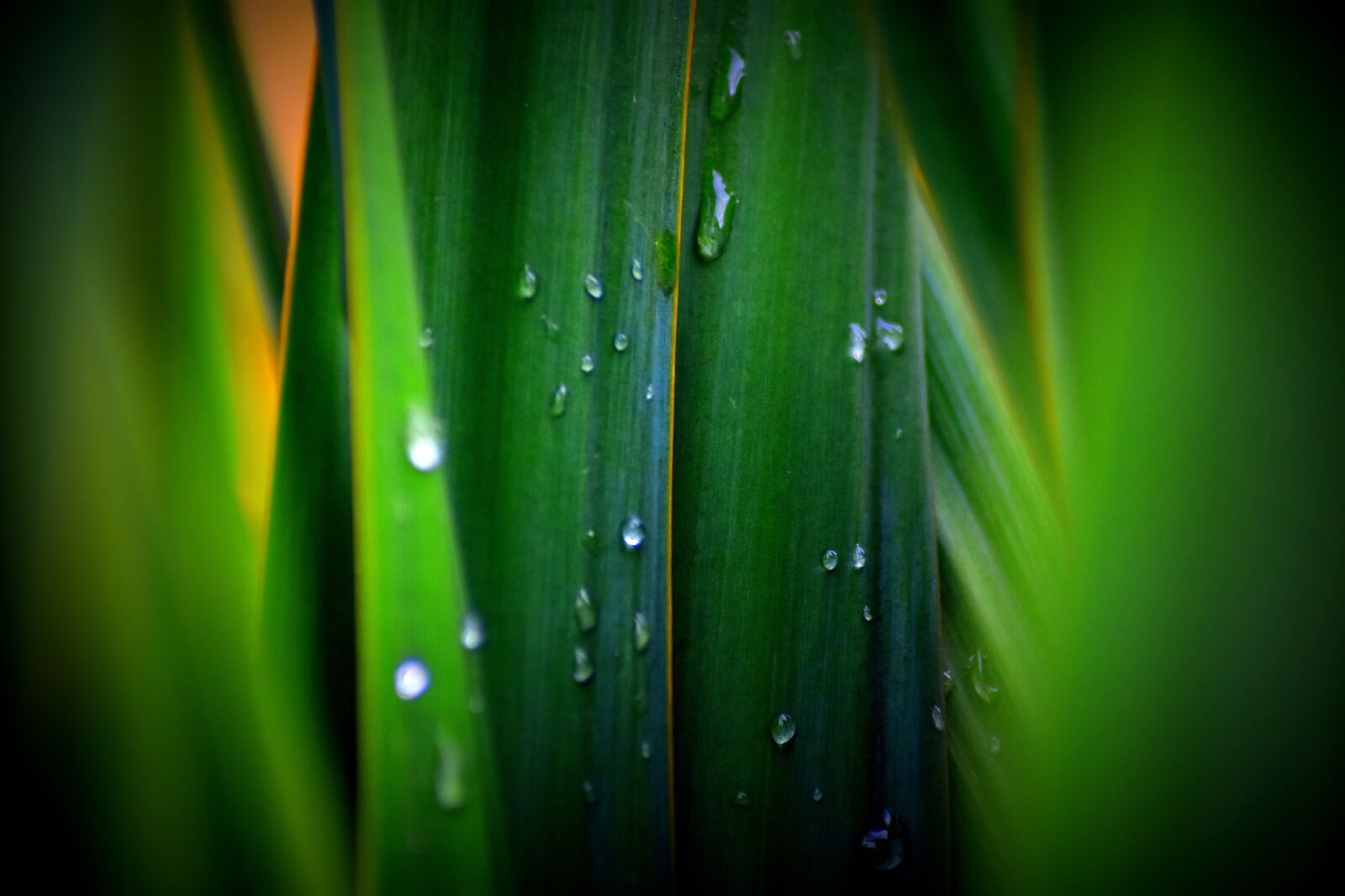 Nikon D3400 sample photo. Plant, just add water photography