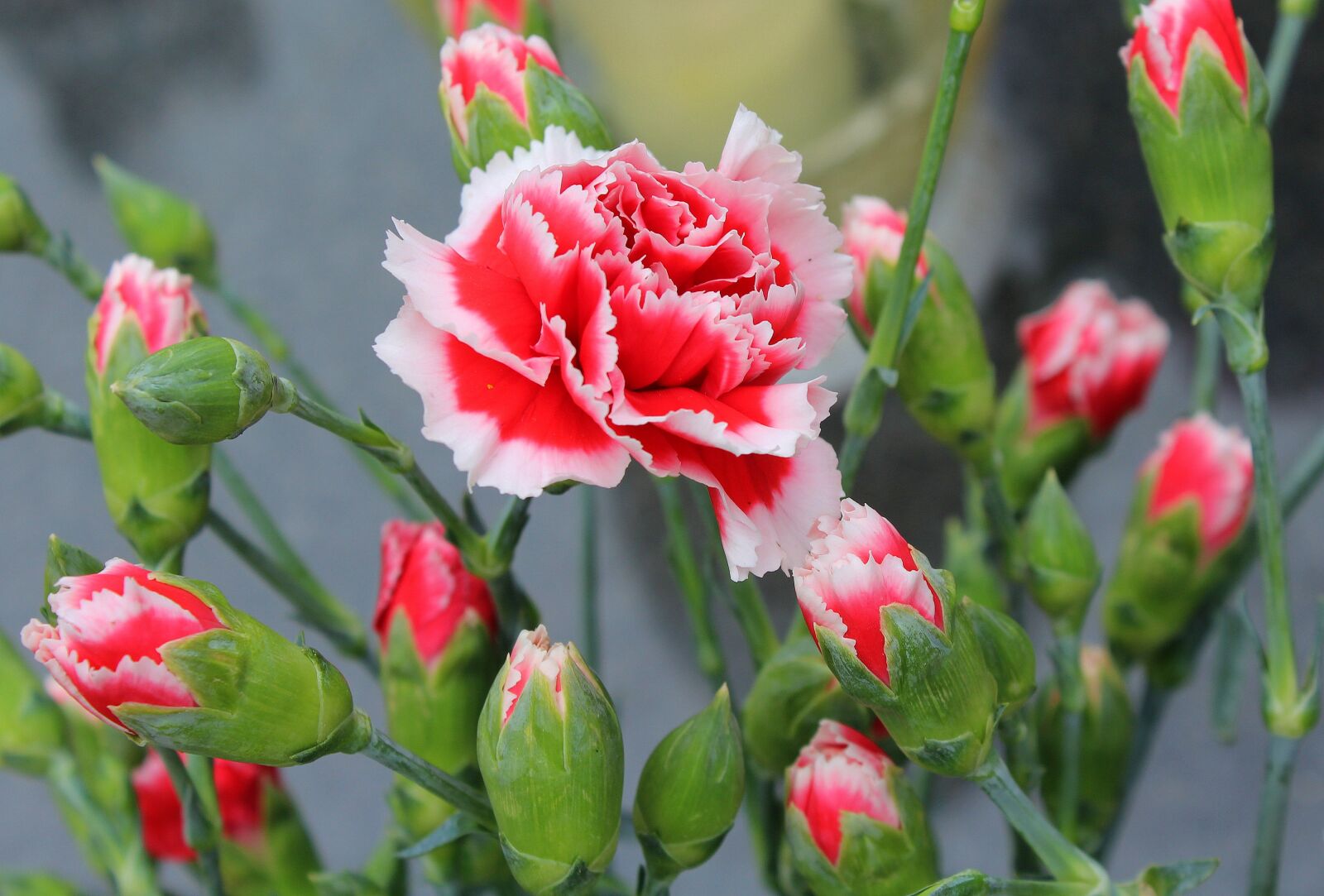 Canon EOS 1200D (EOS Rebel T5 / EOS Kiss X70 / EOS Hi) sample photo. Pink, flower, nature photography