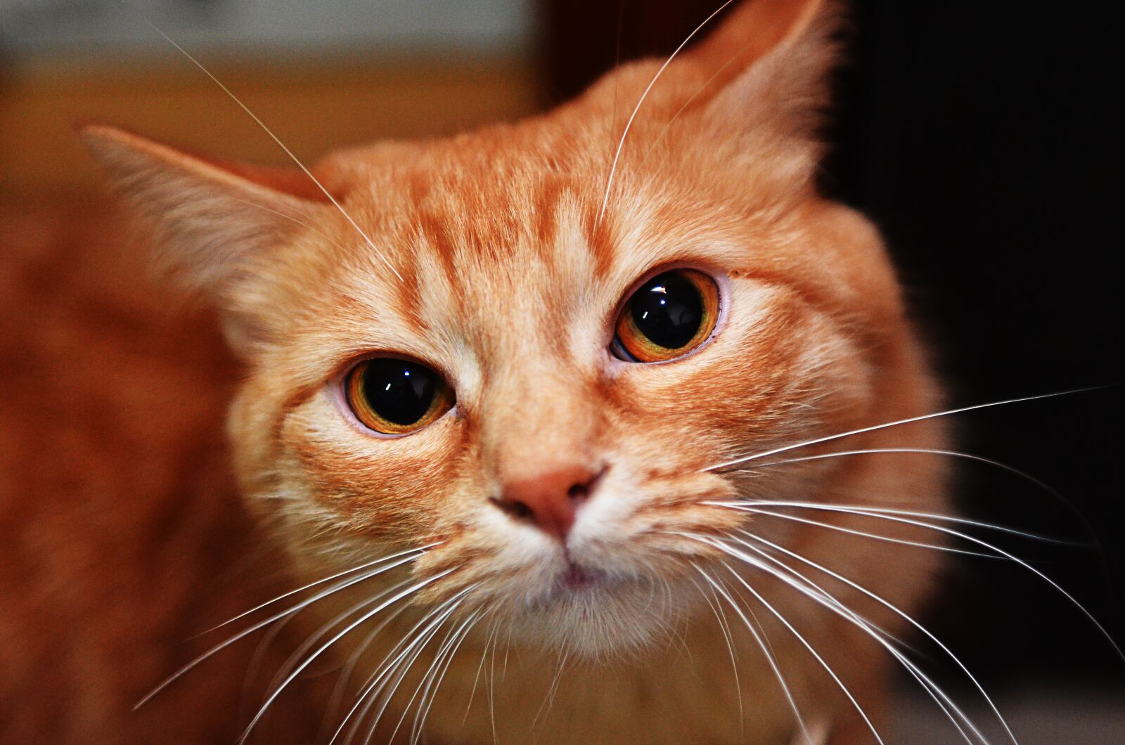Nikon D7000 sample photo. Ginger, cat, pet photography