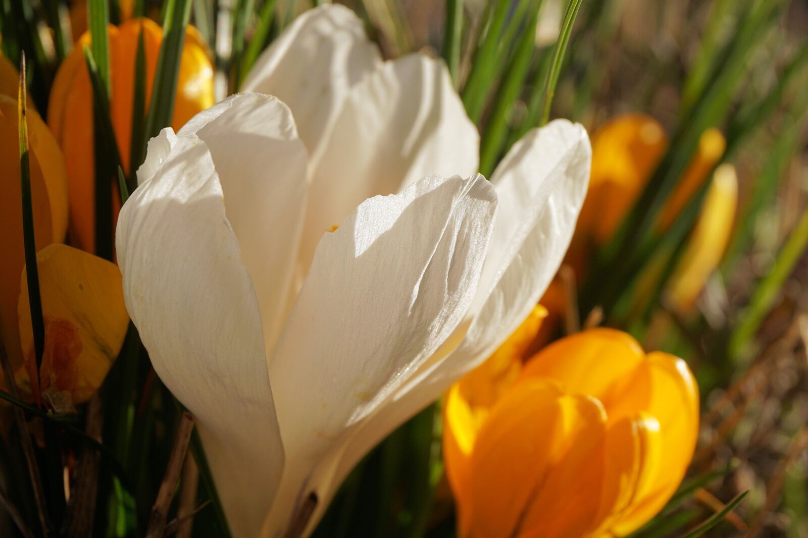 Sony a6000 sample photo. Crocus, flower, blossom photography