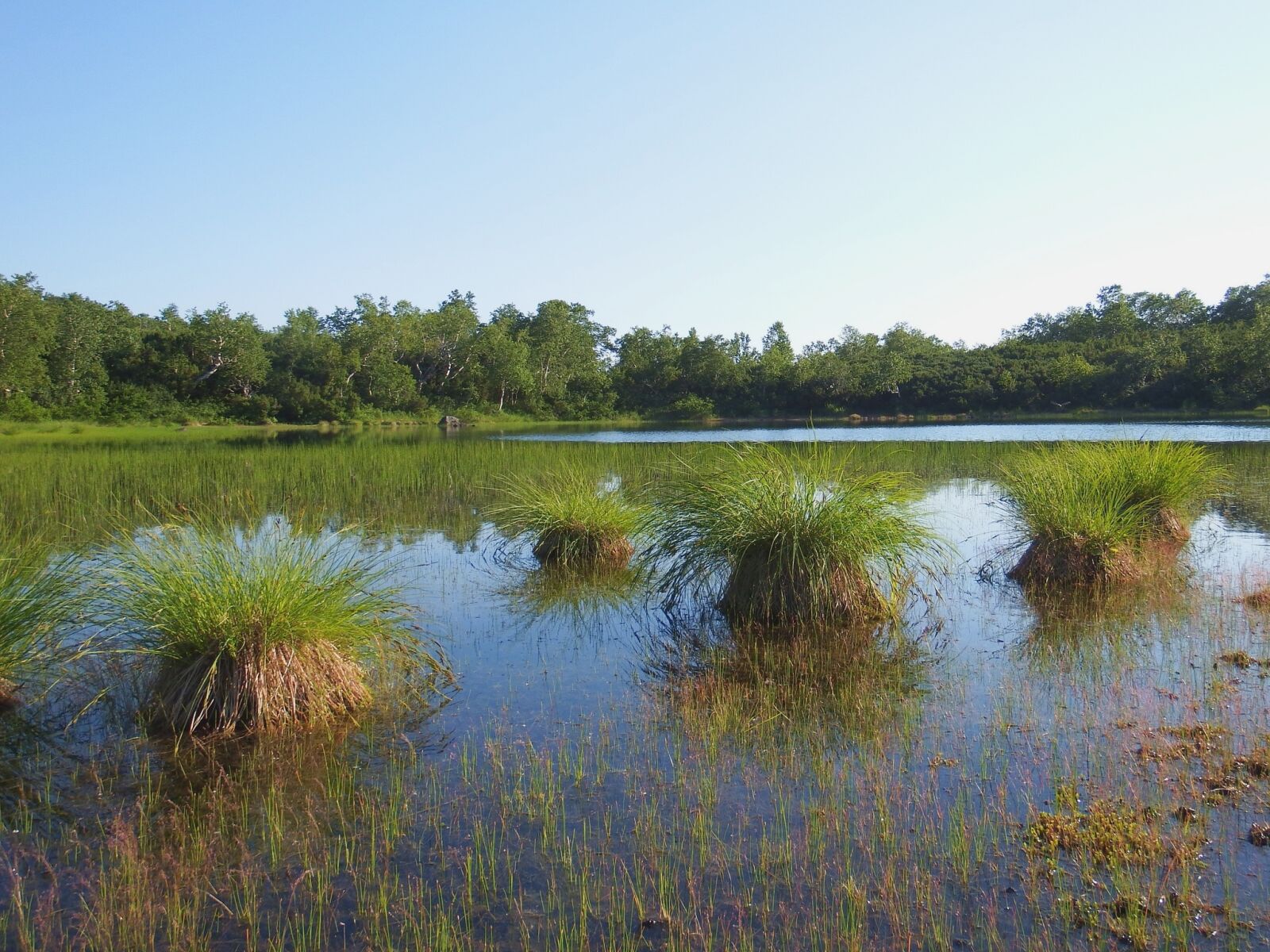 Fujifilm FinePix S1 sample photo. Forest lake, forest, mountains photography