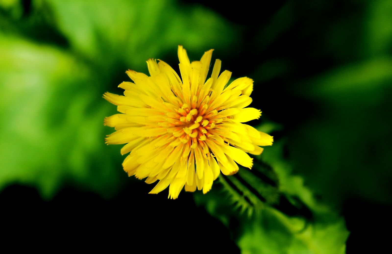 Canon EOS 1200D (EOS Rebel T5 / EOS Kiss X70 / EOS Hi) sample photo. Flowers, nature, garden photography