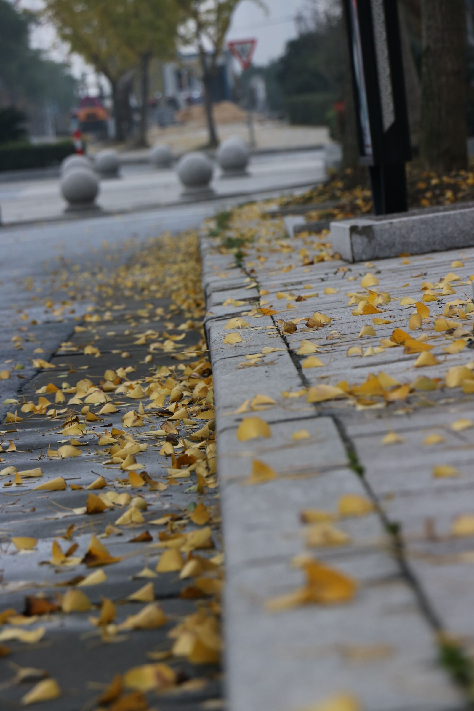 Canon EOS 750D (EOS Rebel T6i / EOS Kiss X8i) sample photo. Autumn, defoliation, street photography