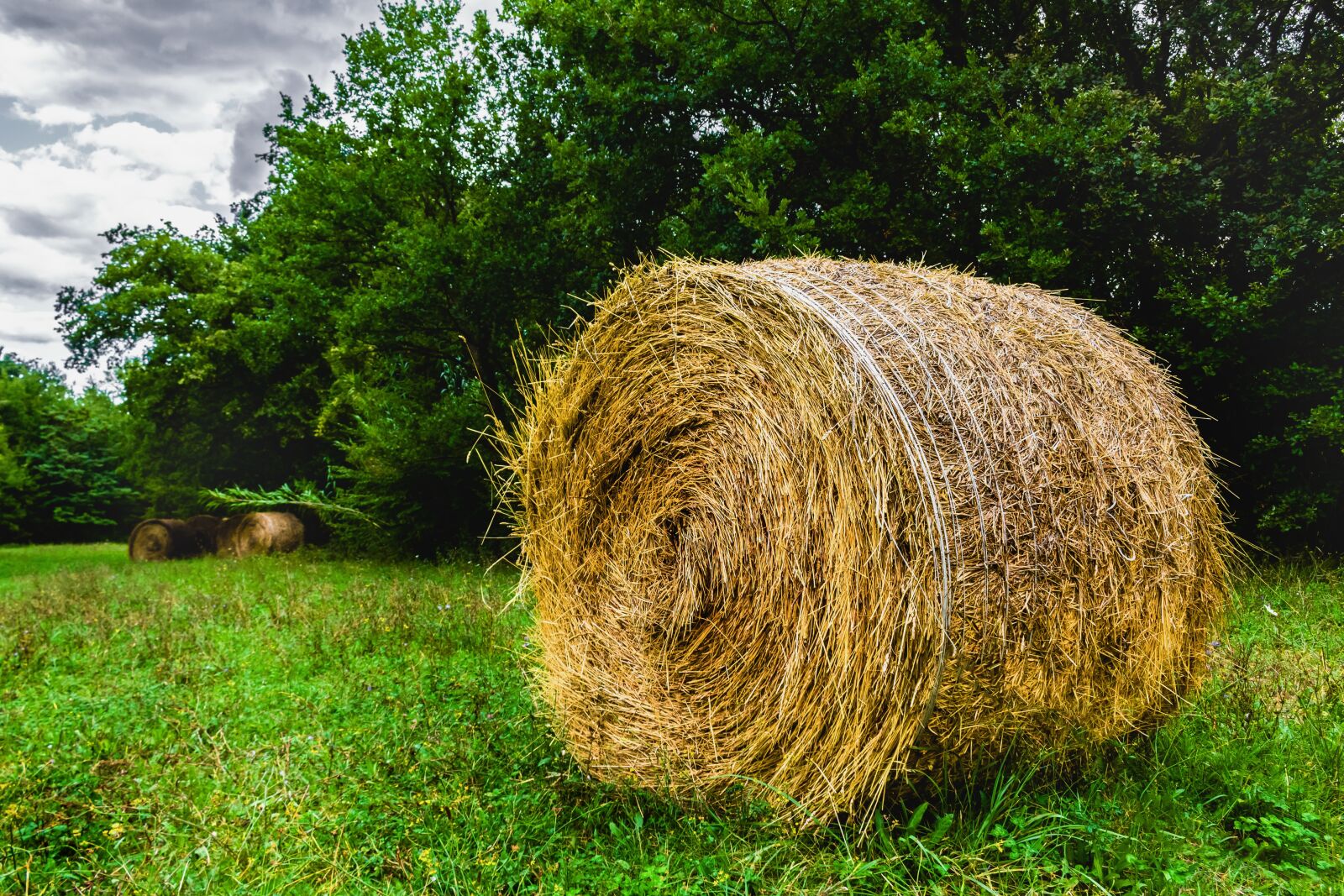Canon EOS 1300D (EOS Rebel T6 / EOS Kiss X80) sample photo. Straw, hay, agriculture photography