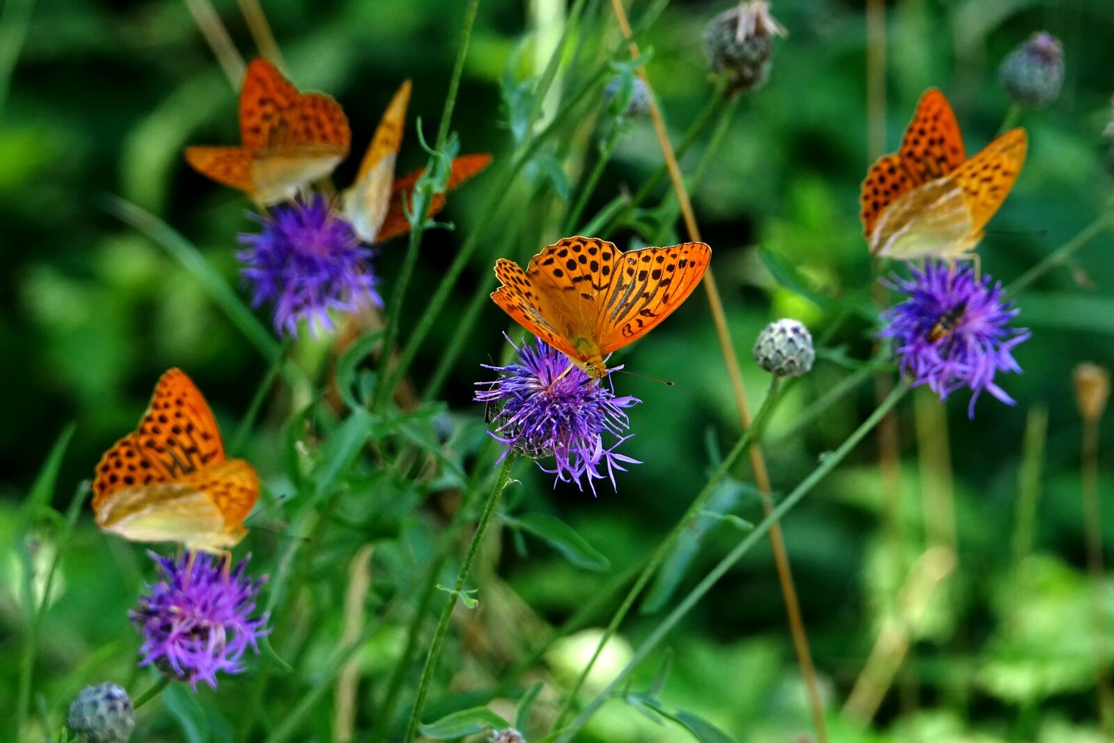 Sony Cyber-shot DSC-RX10 III sample photo. Nature, insect, butterfly photography