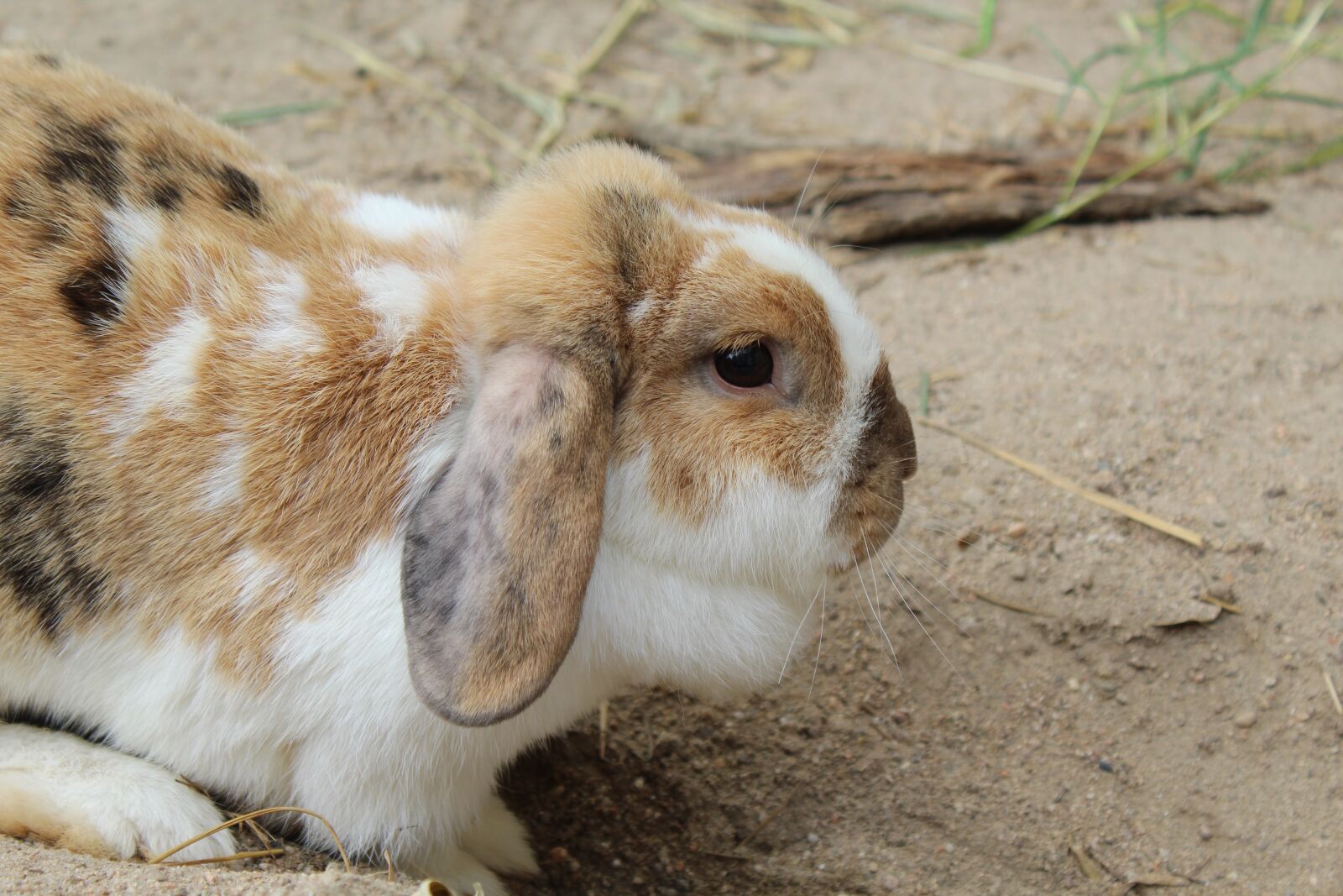 Canon EOS 1300D (EOS Rebel T6 / EOS Kiss X80) sample photo. Hare, easter, rabbit photography