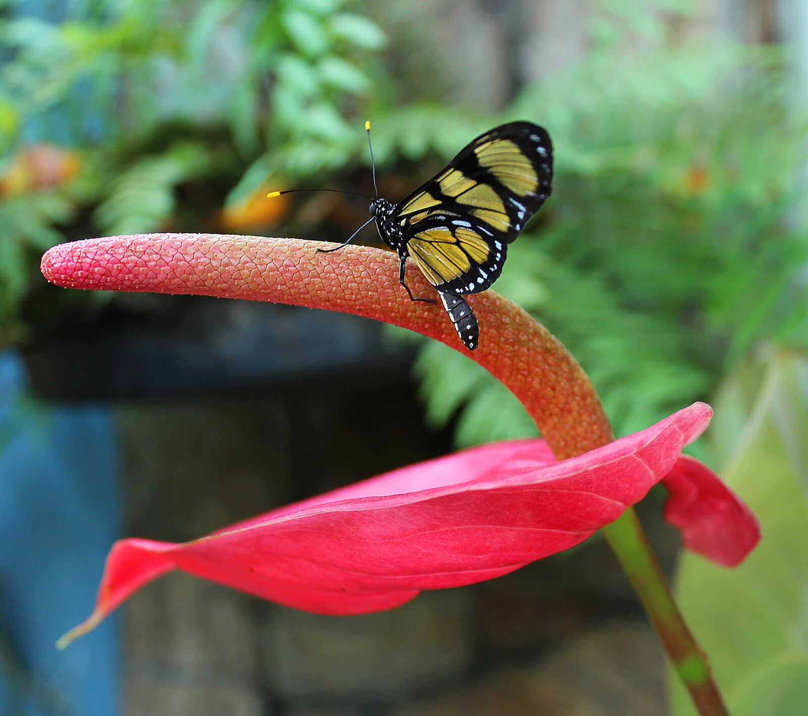 Canon EOS 650D (EOS Rebel T4i / EOS Kiss X6i) sample photo. Butterfly, flower, nature photography