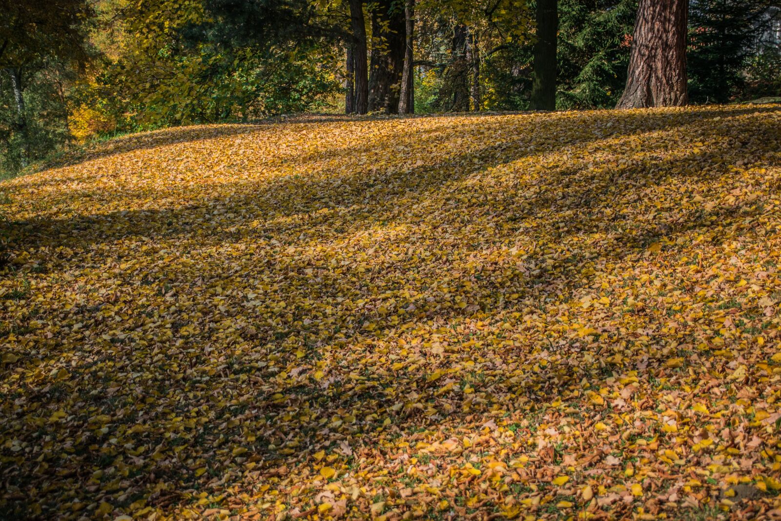 Nikon D5300 sample photo. Autumn, leaves, forest photography