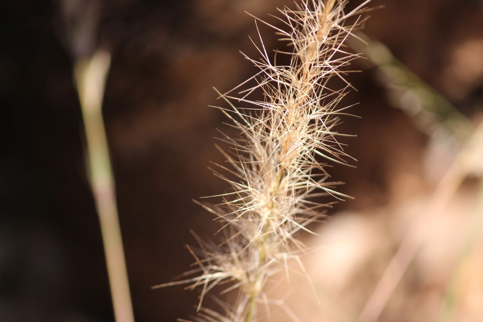 Canon EOS 700D (EOS Rebel T5i / EOS Kiss X7i) sample photo. Nature, flora, outdoors photography