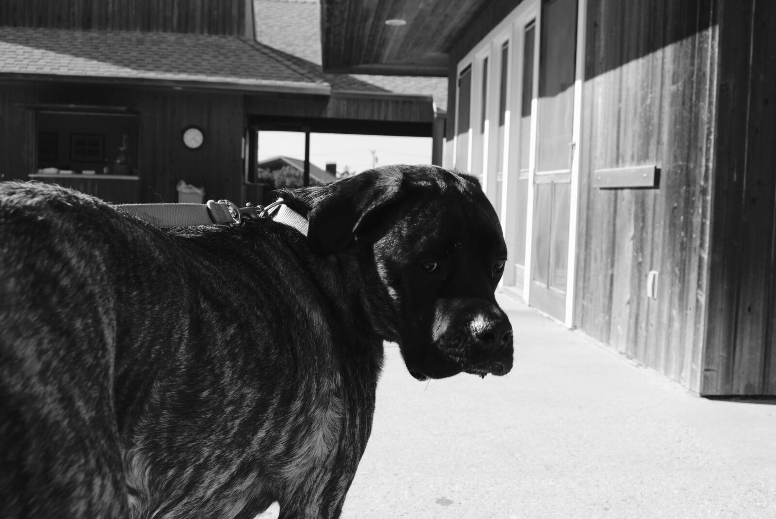 Nikon D3000 sample photo. Beach, big, dog, black photography