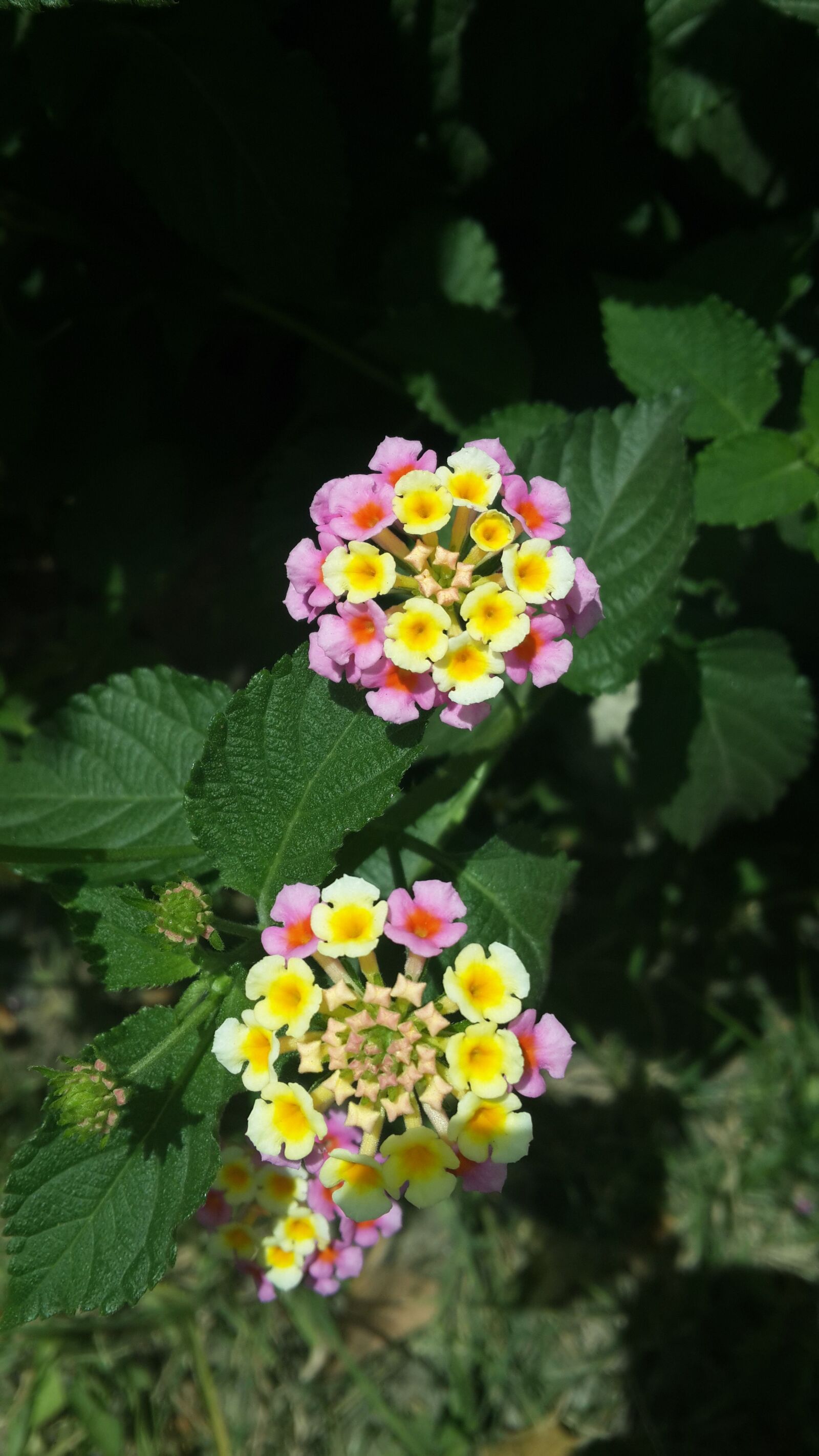Samsung Galaxy S4 sample photo. Nature, flower, garden photography