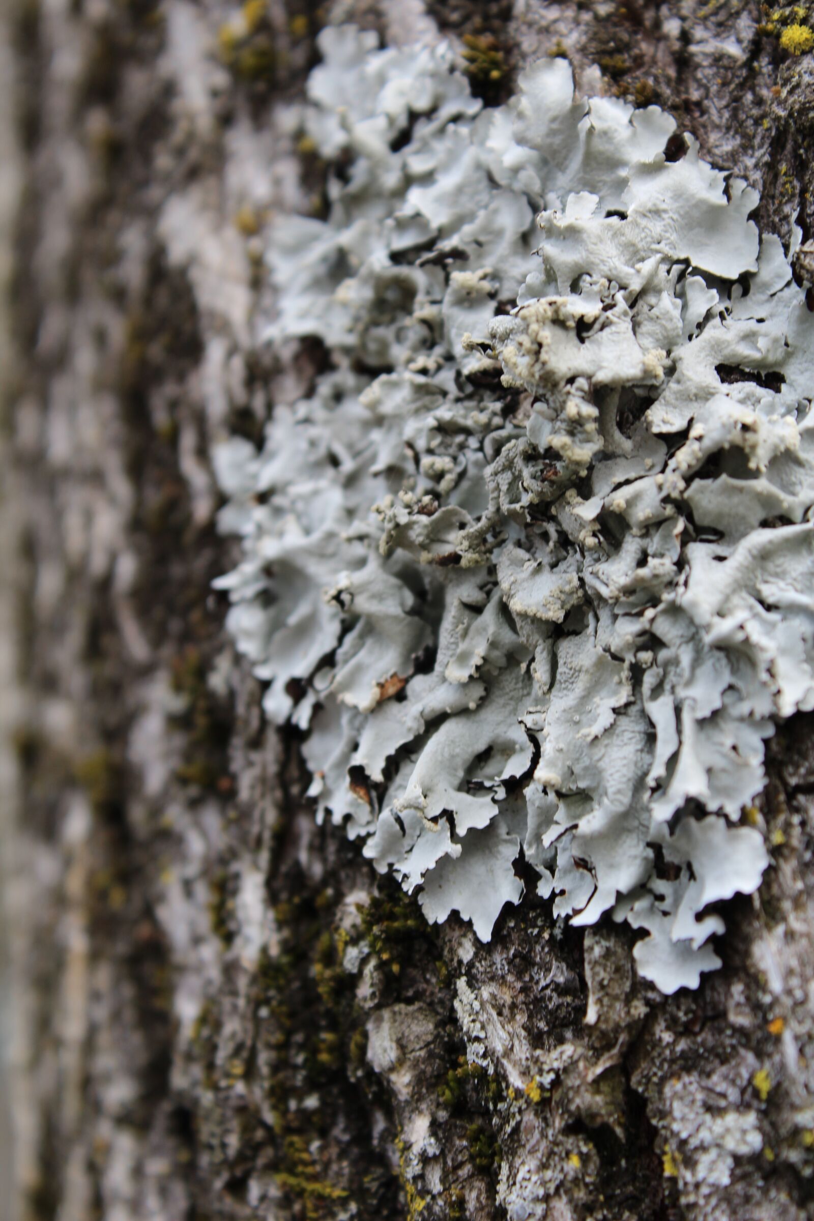Canon EOS 600D (Rebel EOS T3i / EOS Kiss X5) sample photo. Lichen, tree, bark photography