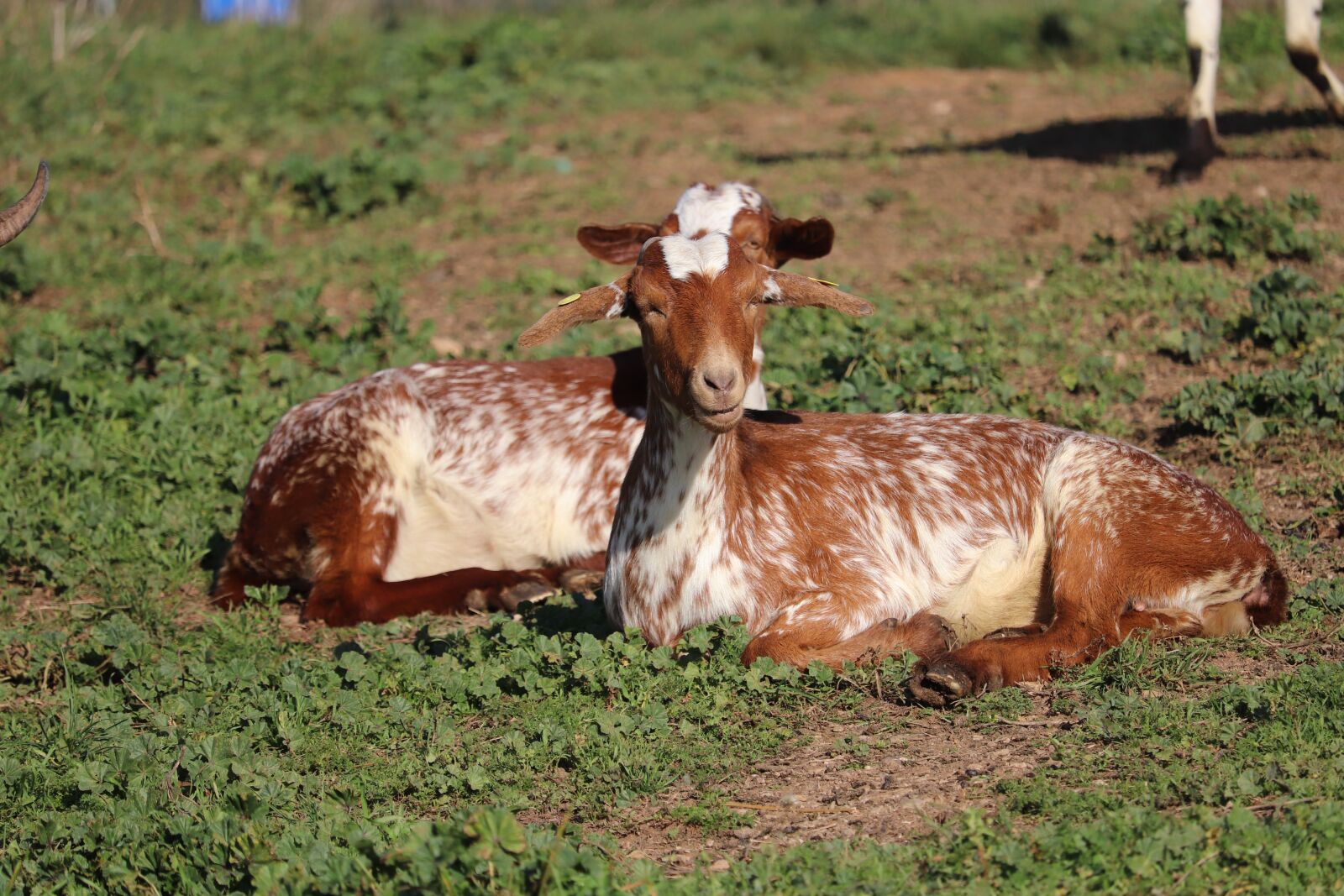 Canon EOS 77D (EOS 9000D / EOS 770D) sample photo. Cabra, goat, animal photography