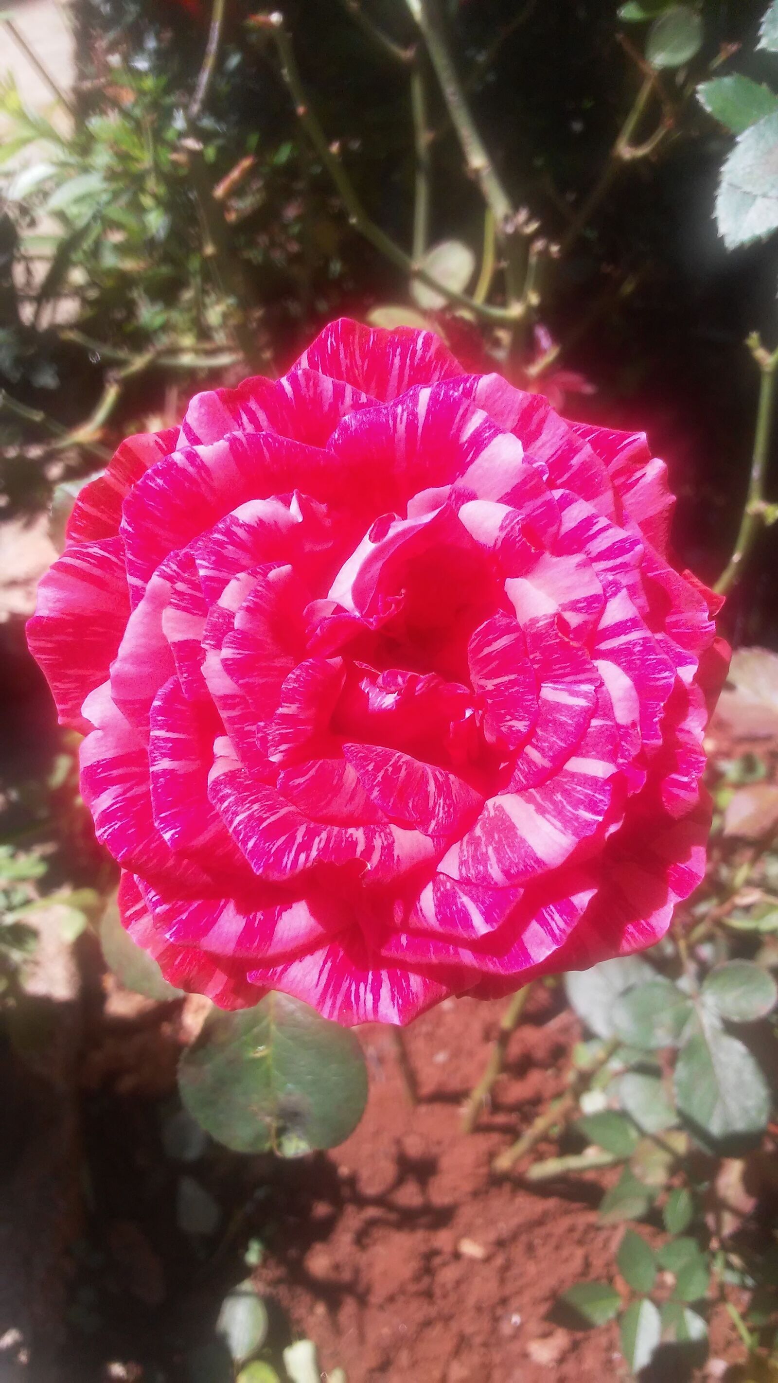 LG LM-X210 sample photo. Rosas, rosa, flor photography