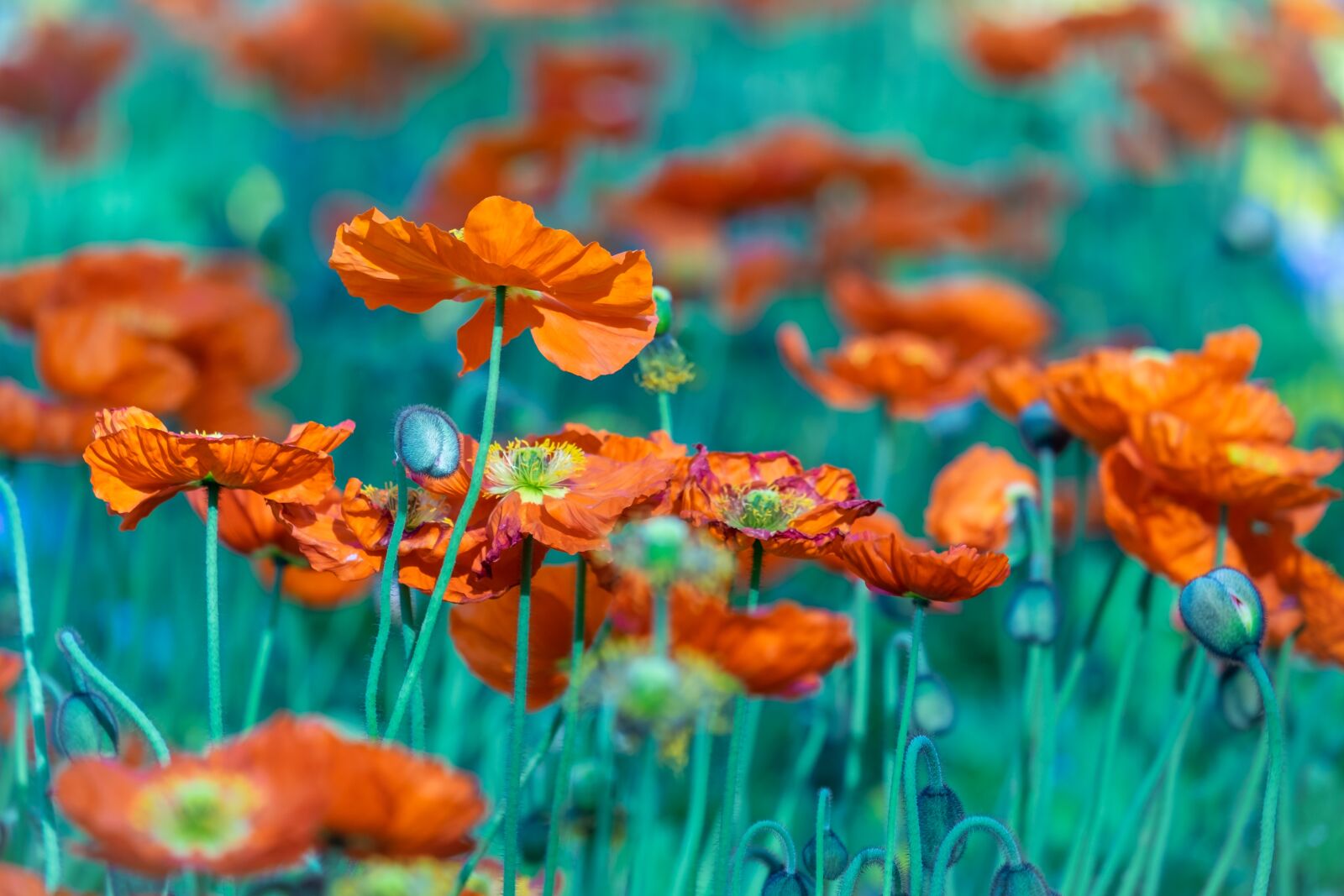 Fujifilm XF 55-200mm F3.5-4.8 R LM OIS sample photo. Meadow, poppy, flower meadow photography