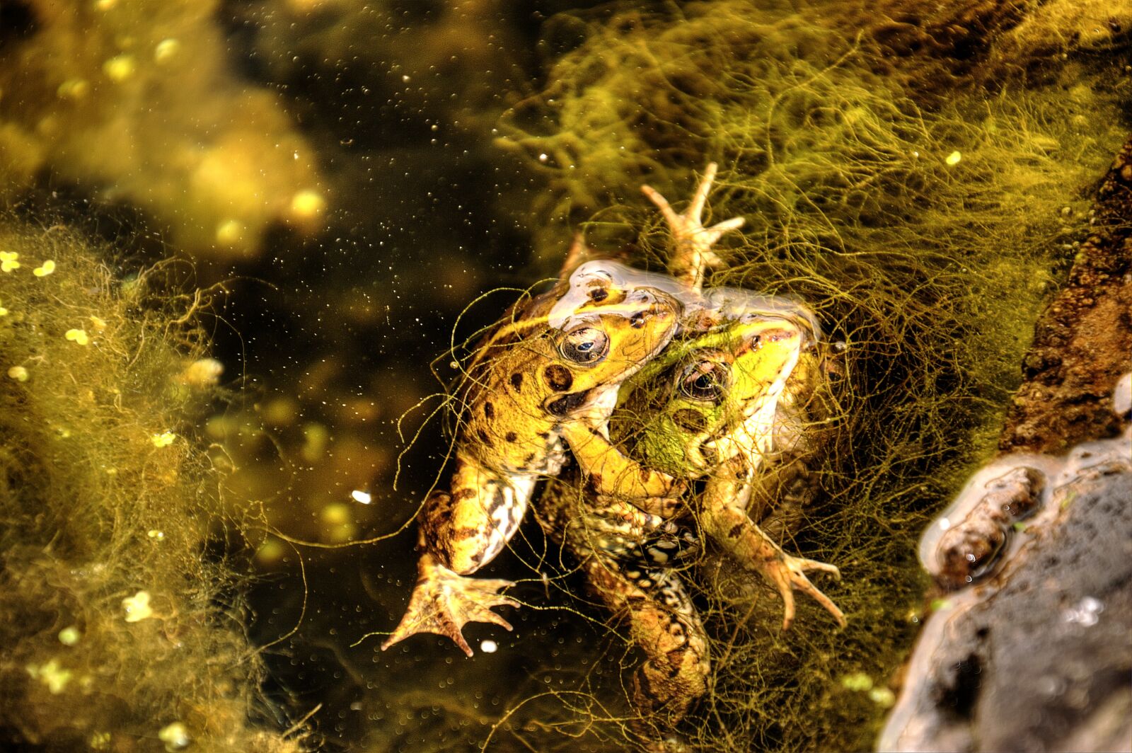 Nikon D3200 sample photo. Nature, frogs, animal photography
