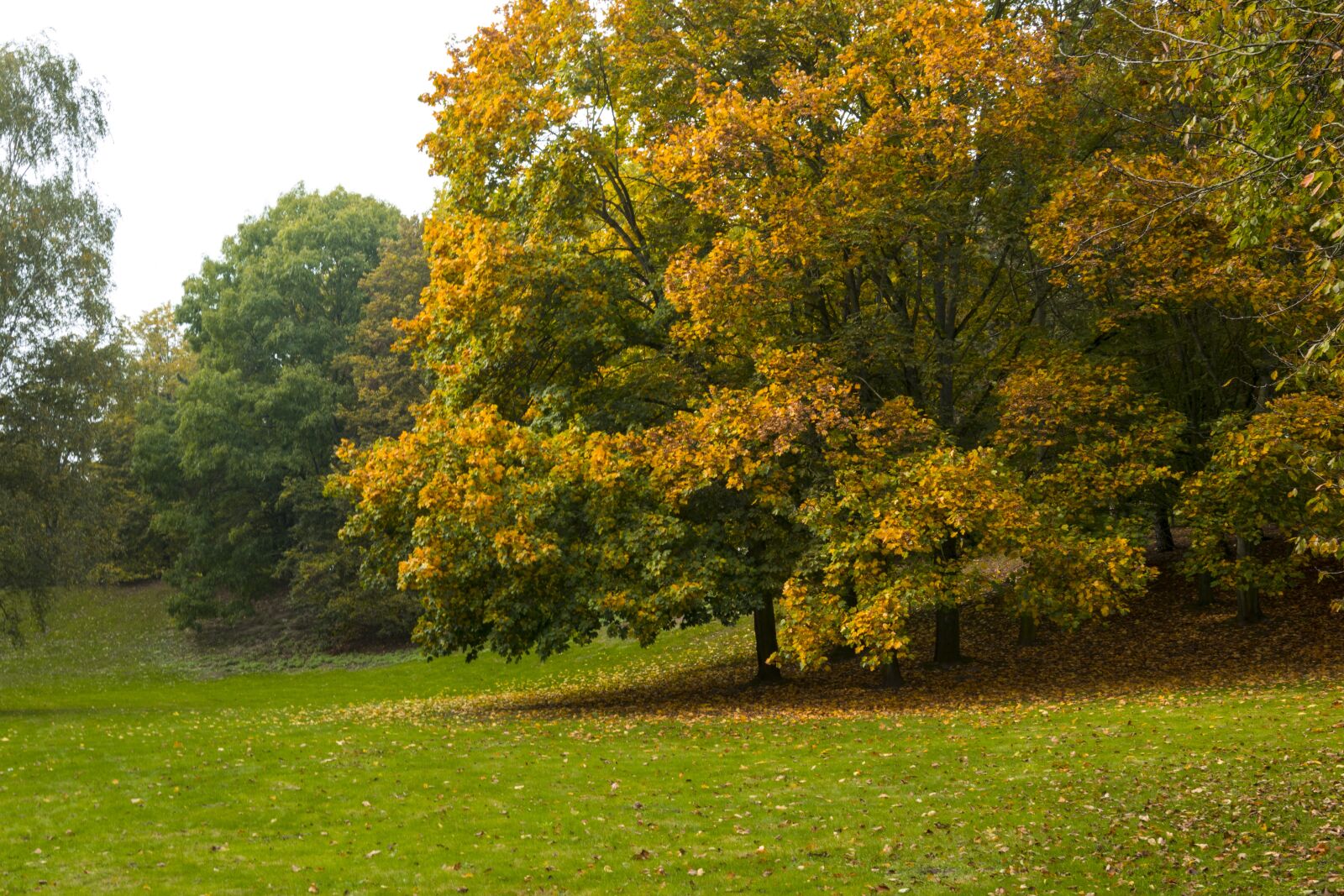 Nikon D5300 sample photo. Autumn, park, germany photography