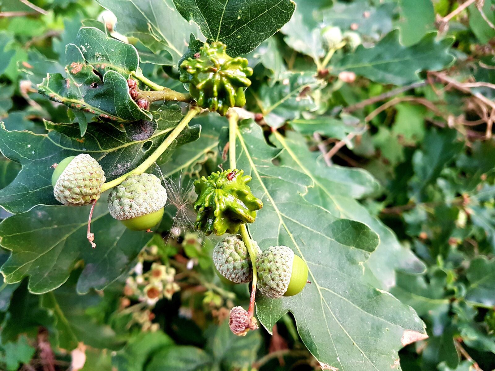 Samsung Galaxy S7 Edge sample photo. Acorn, tree, nature photography