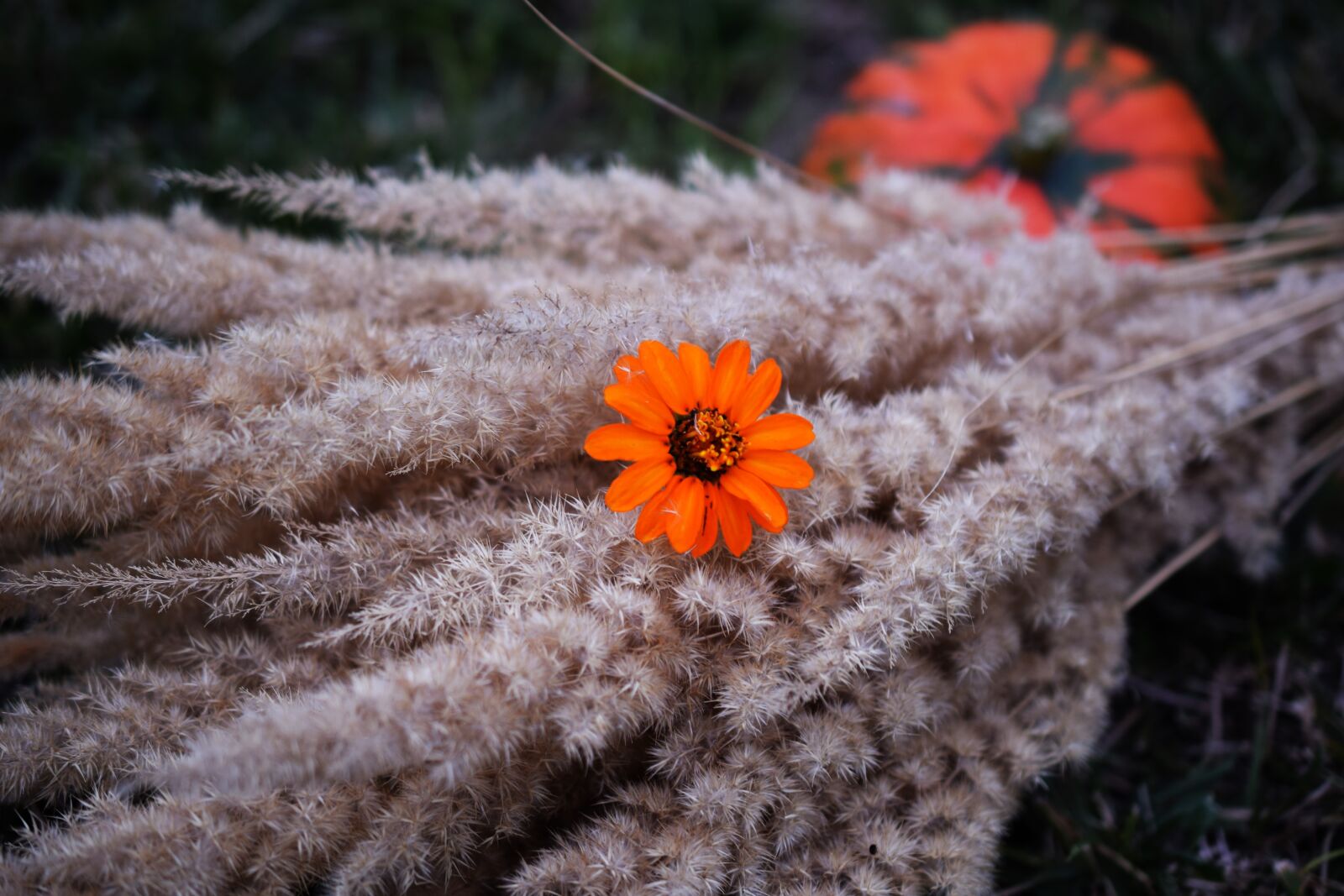 Nikon D5300 sample photo. Autumn, flower, orange photography
