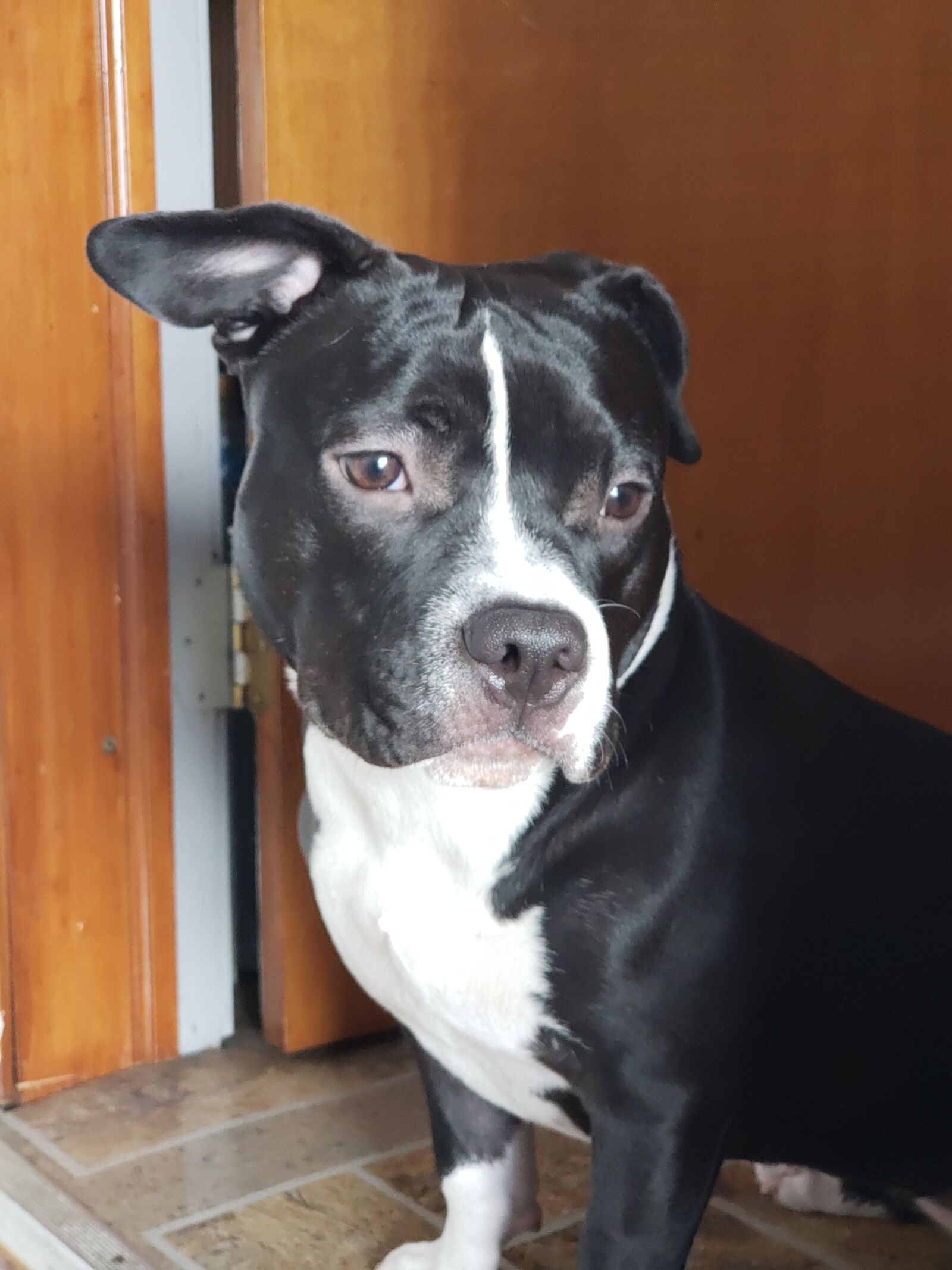 Samsung Galaxy S9+ sample photo. Puppy, american pocket bully photography