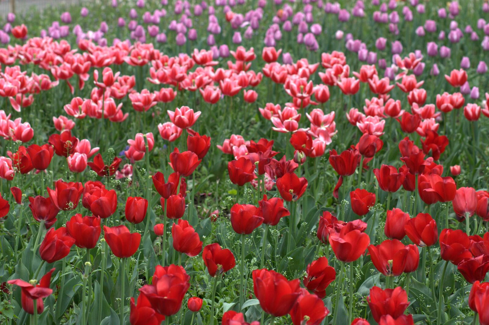 Canon EOS 450D (EOS Rebel XSi / EOS Kiss X2) sample photo. Tulips, flowers, supplies photography