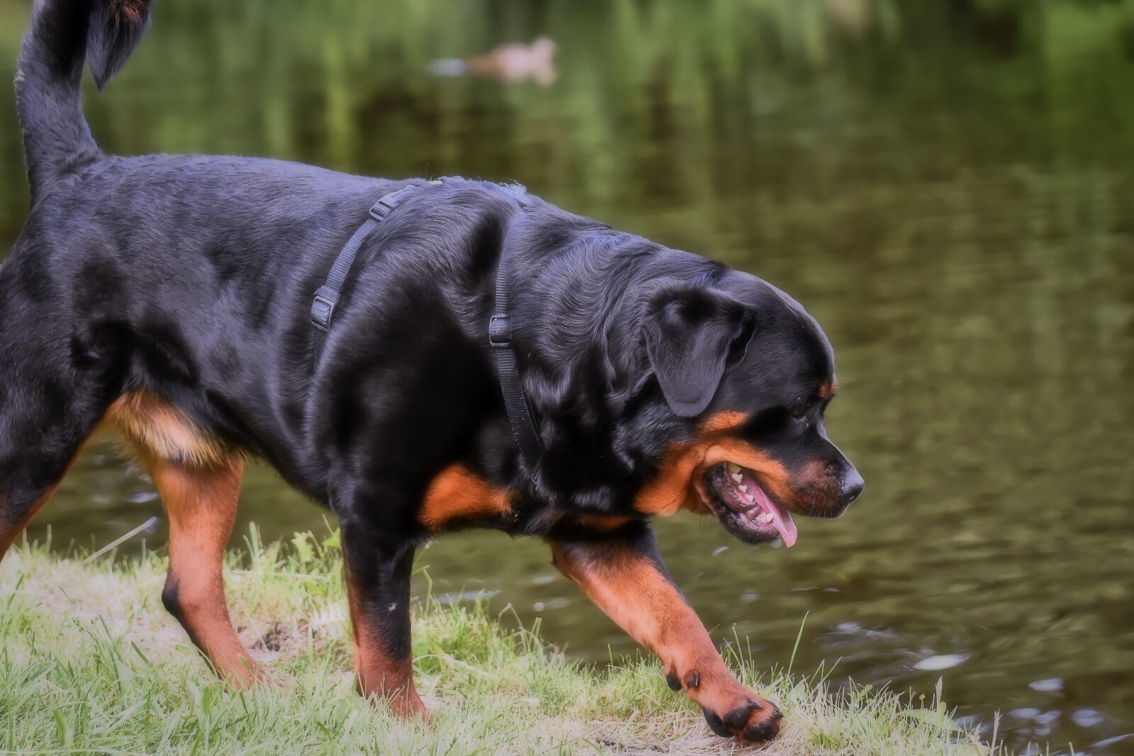 Nikon D7200 sample photo. Rottweiler, purebred dog, animal photography