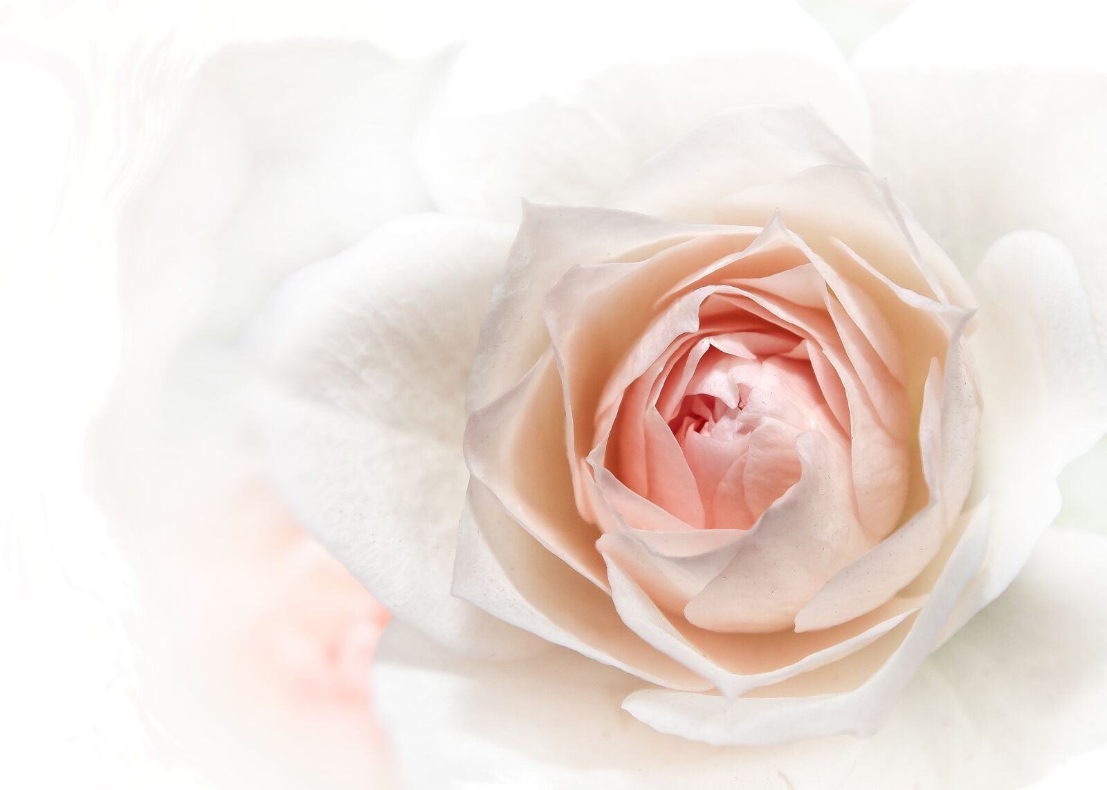 Canon EOS 50D sample photo. Rose, pink, close up photography