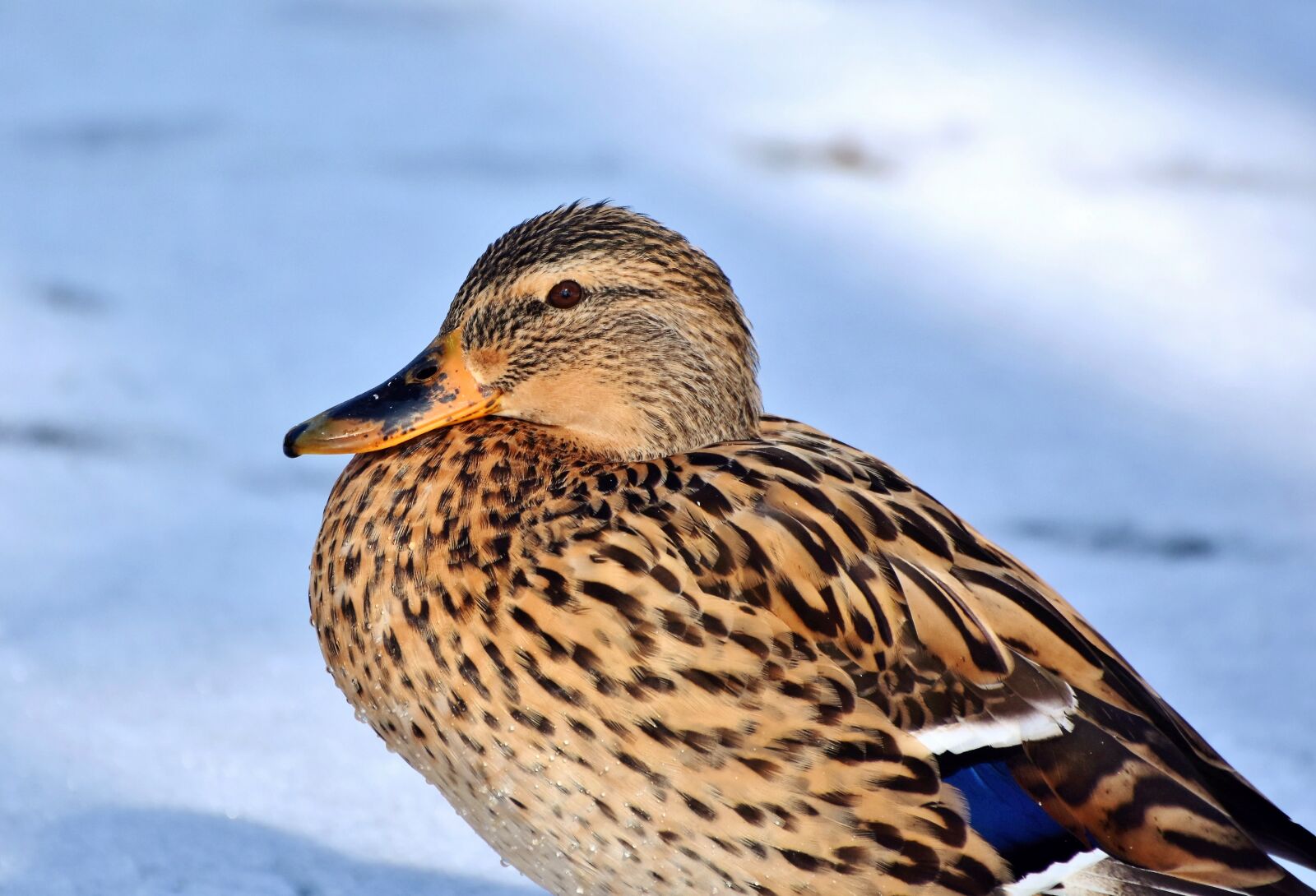 Nikon D7200 sample photo. Duck, drake, water bird photography