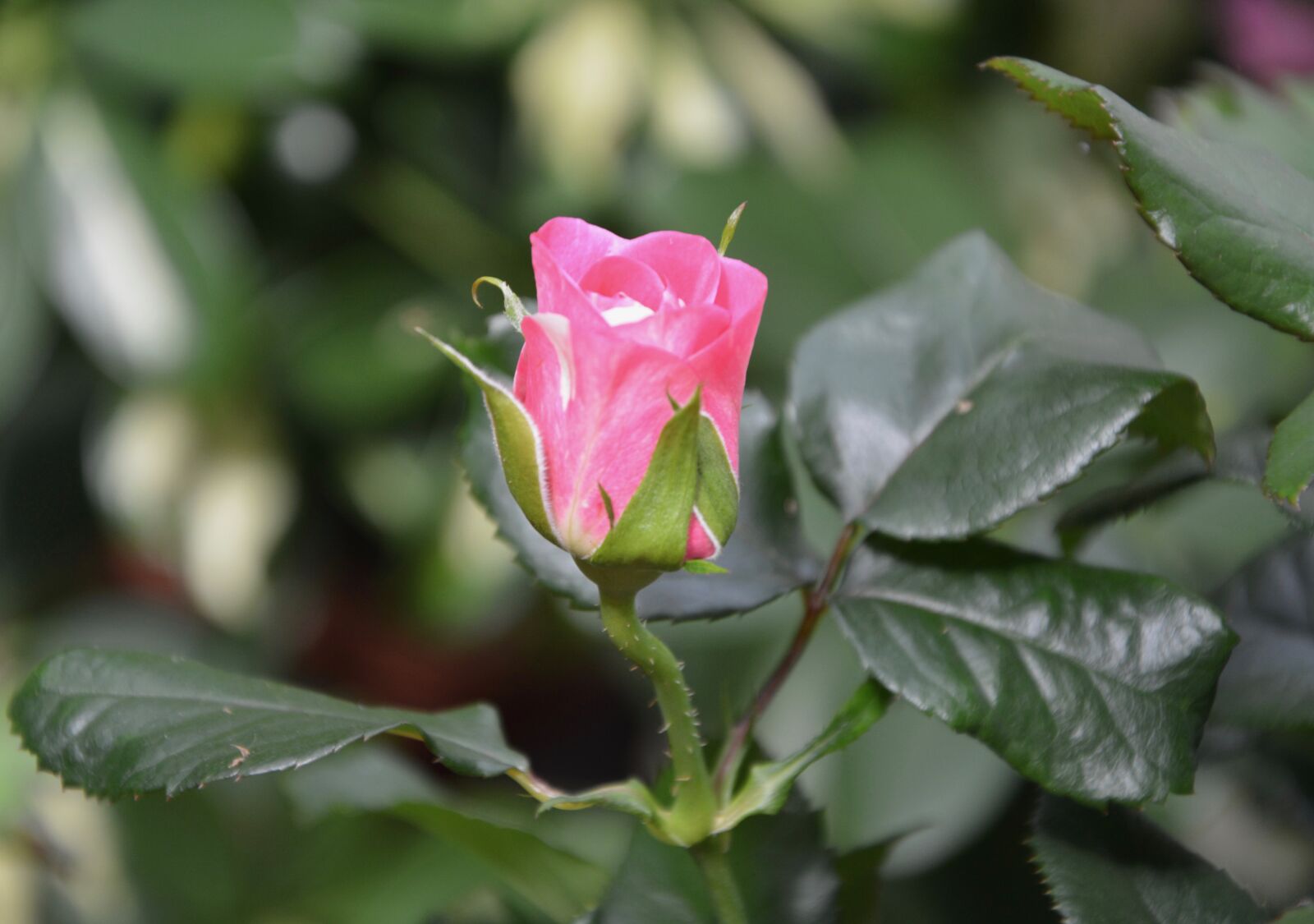 Nikon D5200 sample photo. Pink, color pink, flower photography