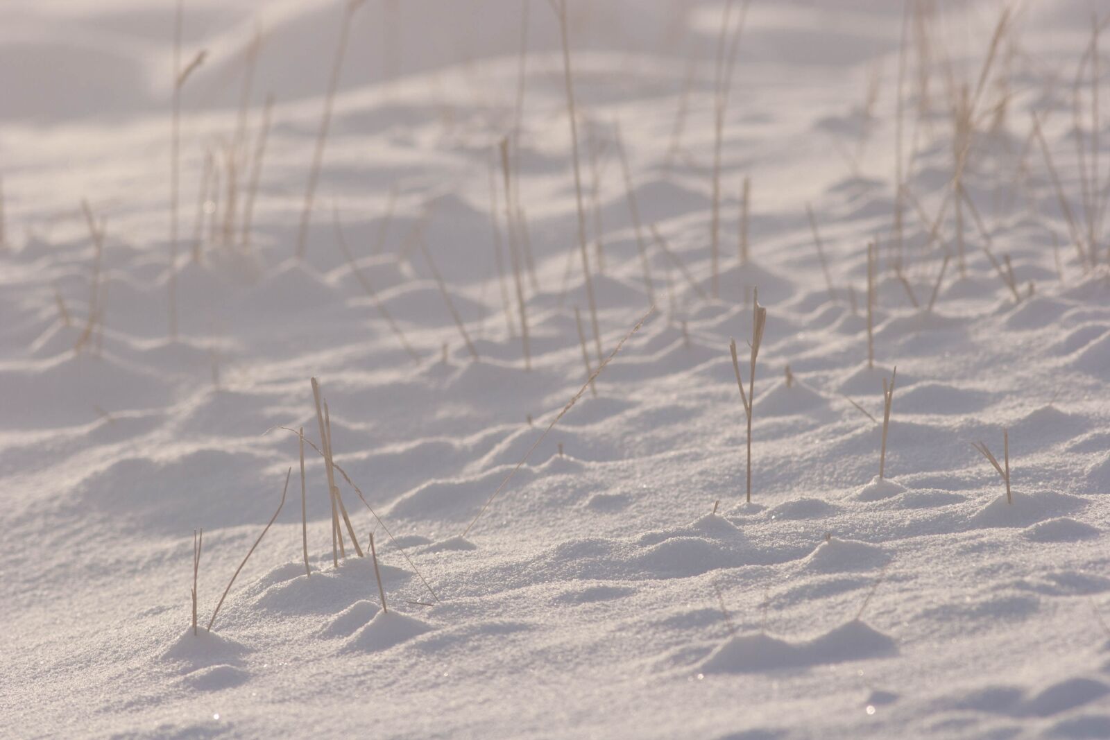 Canon EOS 20D sample photo. Snow, cold, frost photography