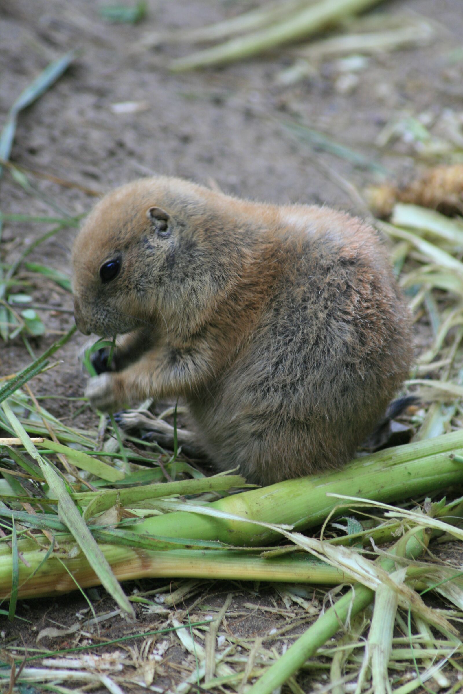 Canon EOS 400D (EOS Digital Rebel XTi / EOS Kiss Digital X) sample photo. Gophers, zoo, cute photography