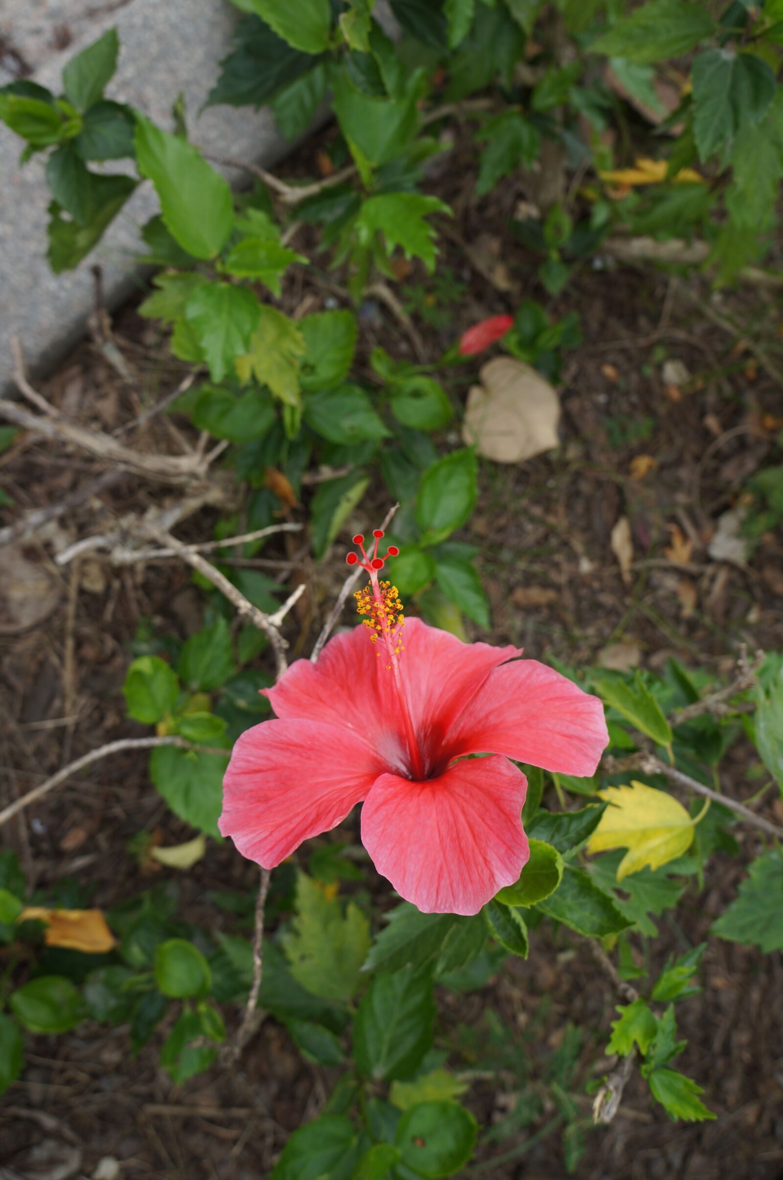 Sony Alpha NEX-5N sample photo. Big, red, flower photography