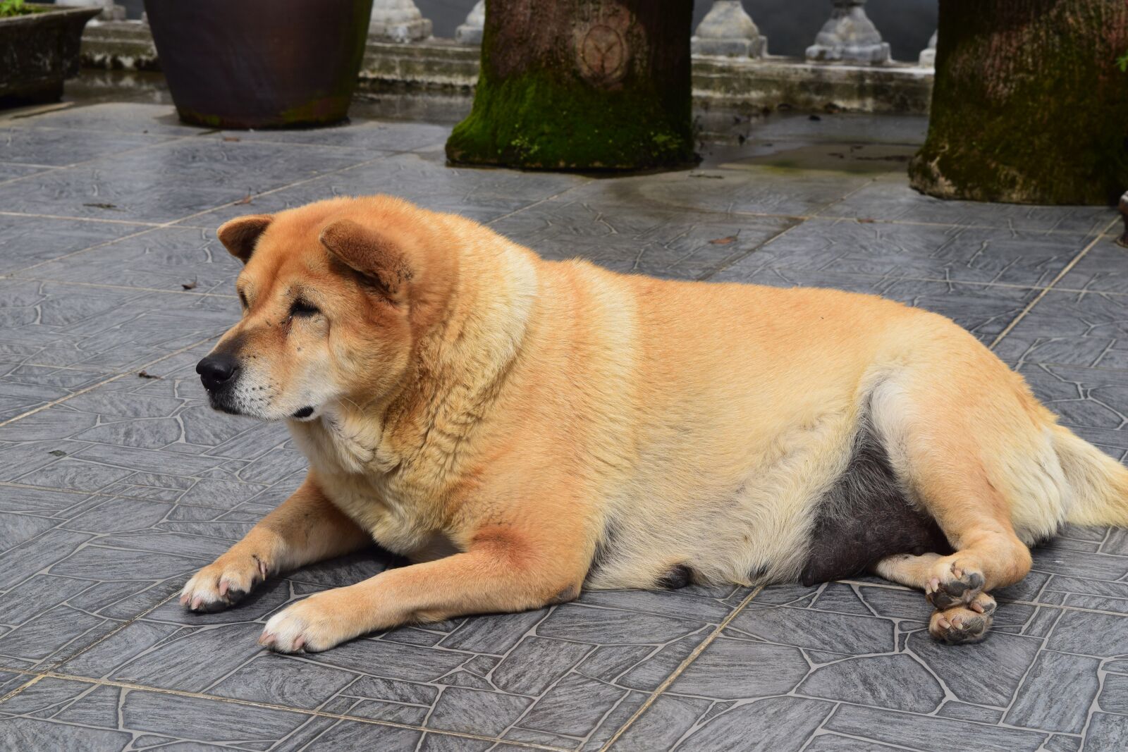 Nikon D5300 sample photo. Dog, puppy, break photography