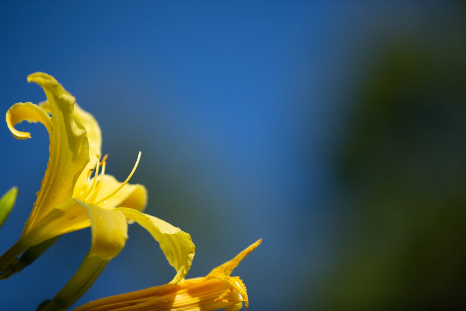 Canon EF 70-200mm F2.8L IS II USM sample photo. Hemerocallis, lilioasphodelus, daylily photography