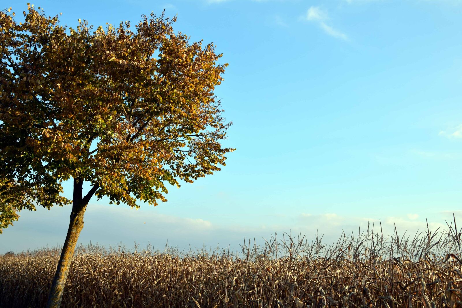 Nikon D3300 sample photo. Nature, corn, agriculture, blue photography