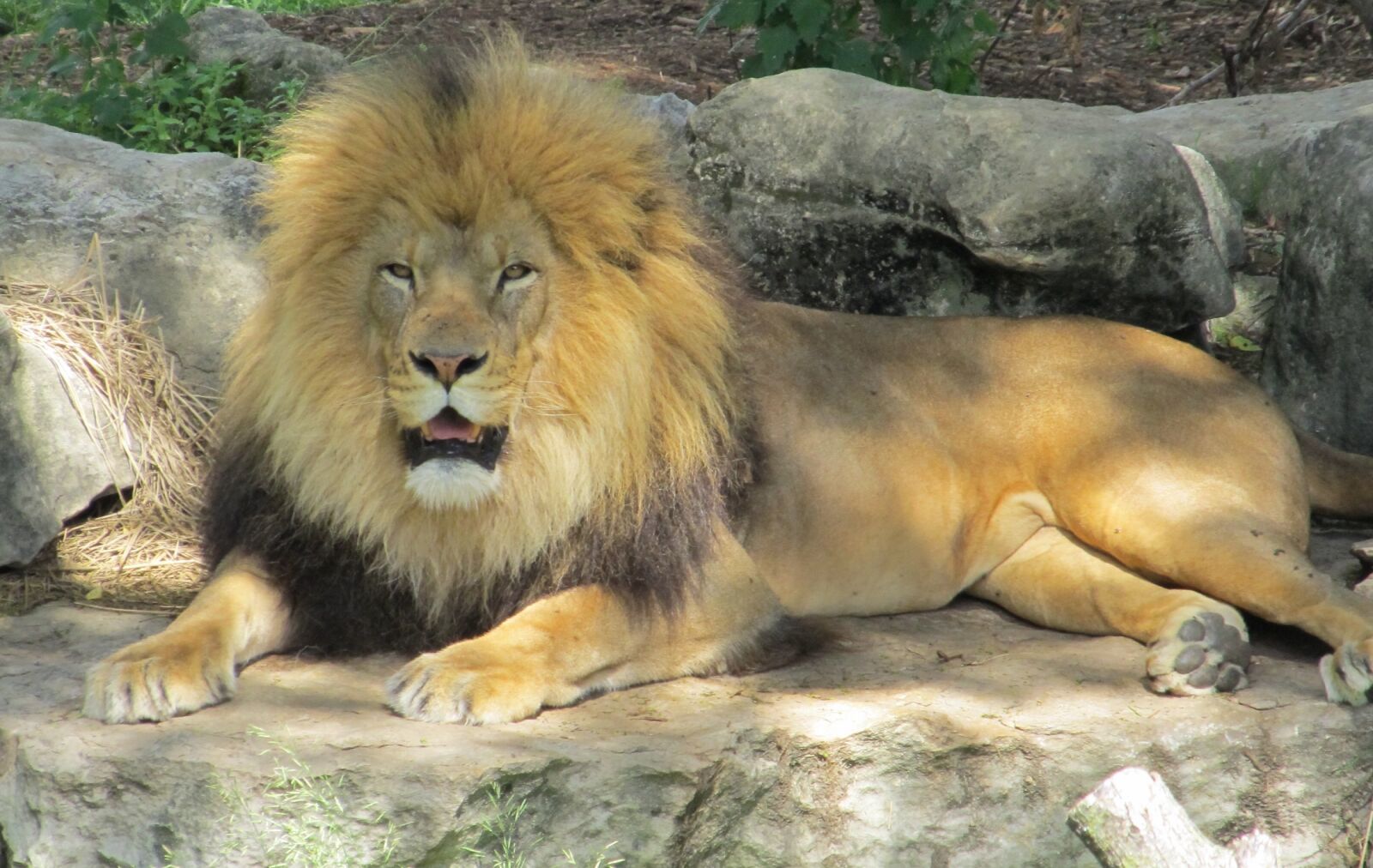 Canon PowerShot SX130 IS sample photo. Lion, feline, big cat photography