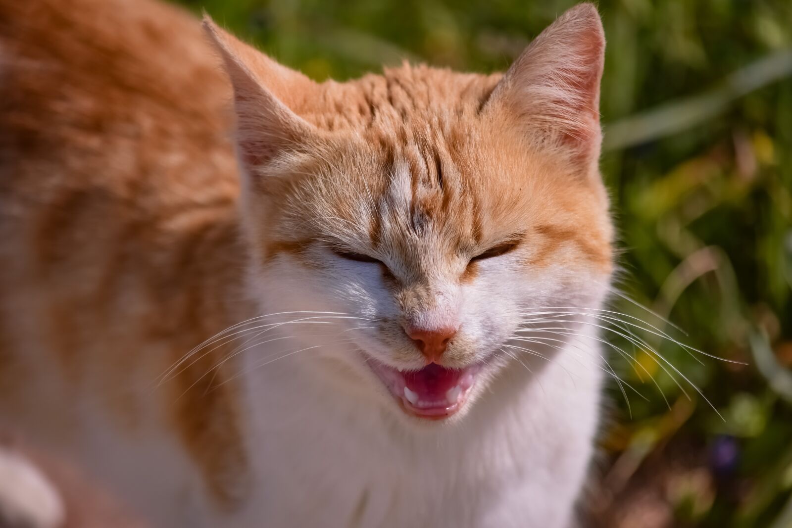 Nikon D3300 sample photo. Animal, cute, cat photography