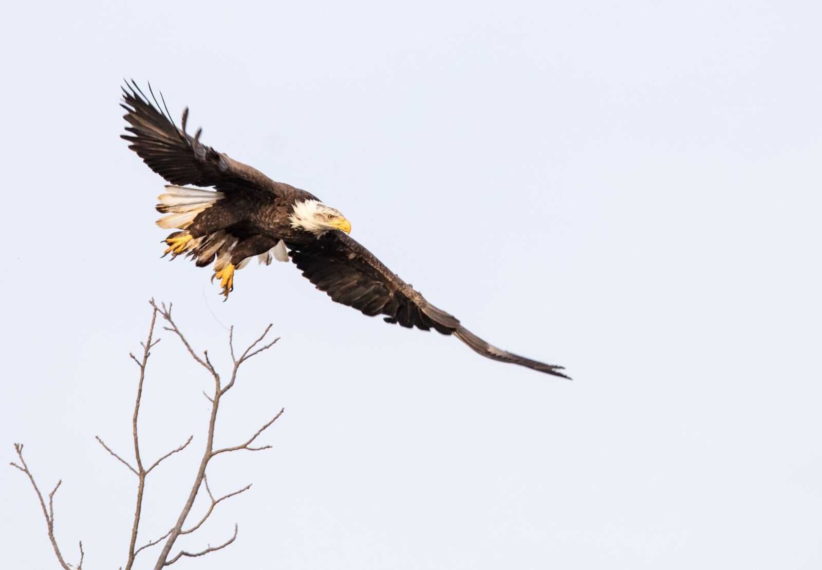 Canon EOS 5DS + Canon EF 600mm F4L IS II USM sample photo. Bald eagle, flying, sky photography