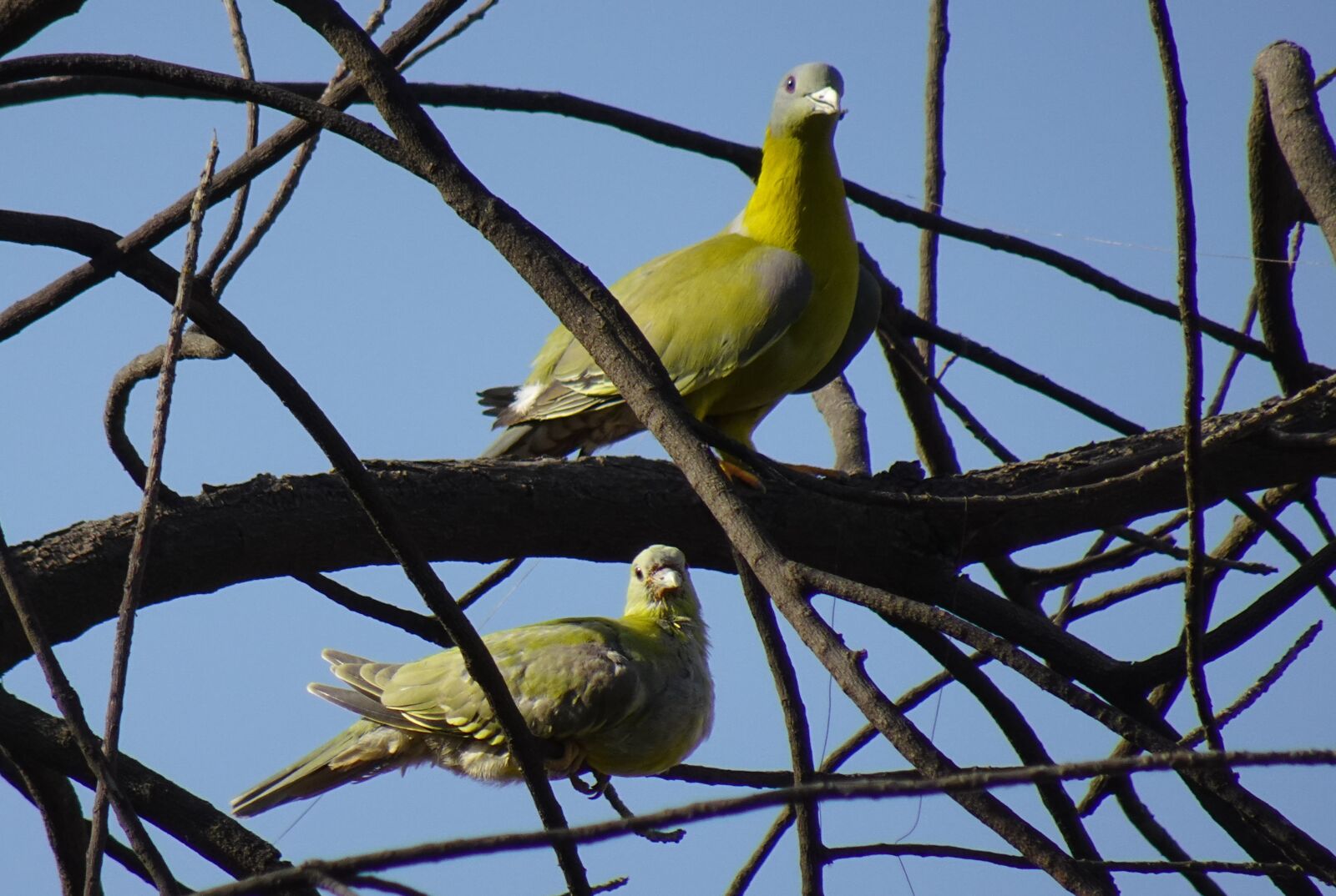 Sony DSC-WX800 sample photo. Bird, pigeon, chick photography