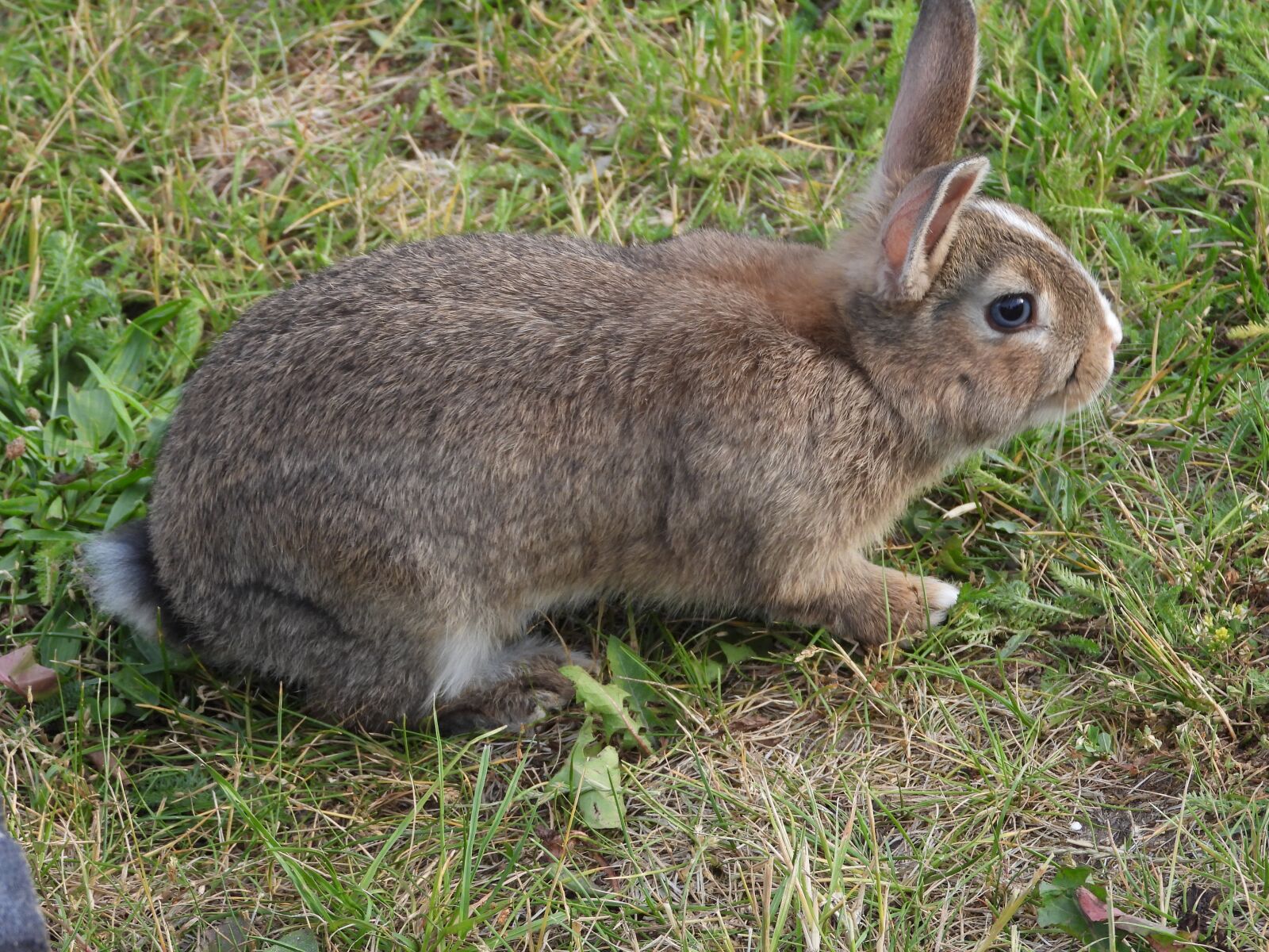 Nikon Coolpix P1000 sample photo. Rabbit, a thumbnail, animal photography
